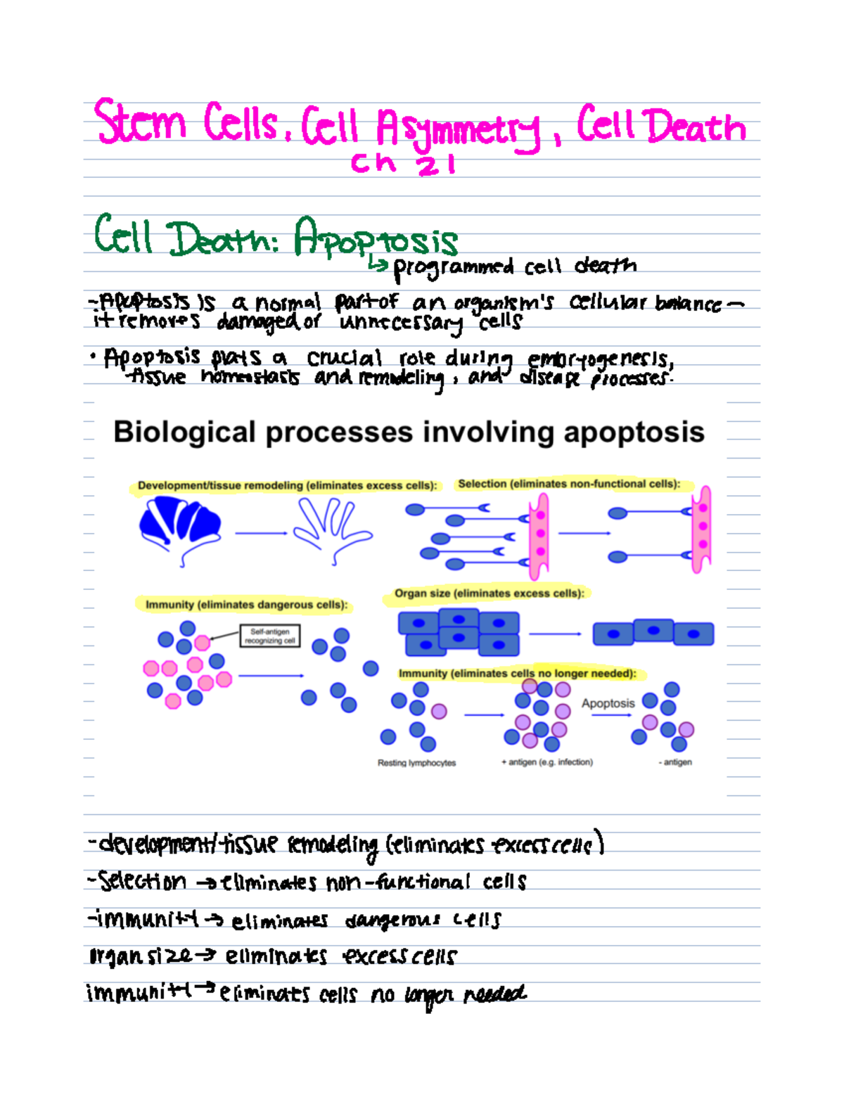 Cell and Molecular Biology Ch 21 Notes - Stem Cells Cell Asymmetry Cell ...