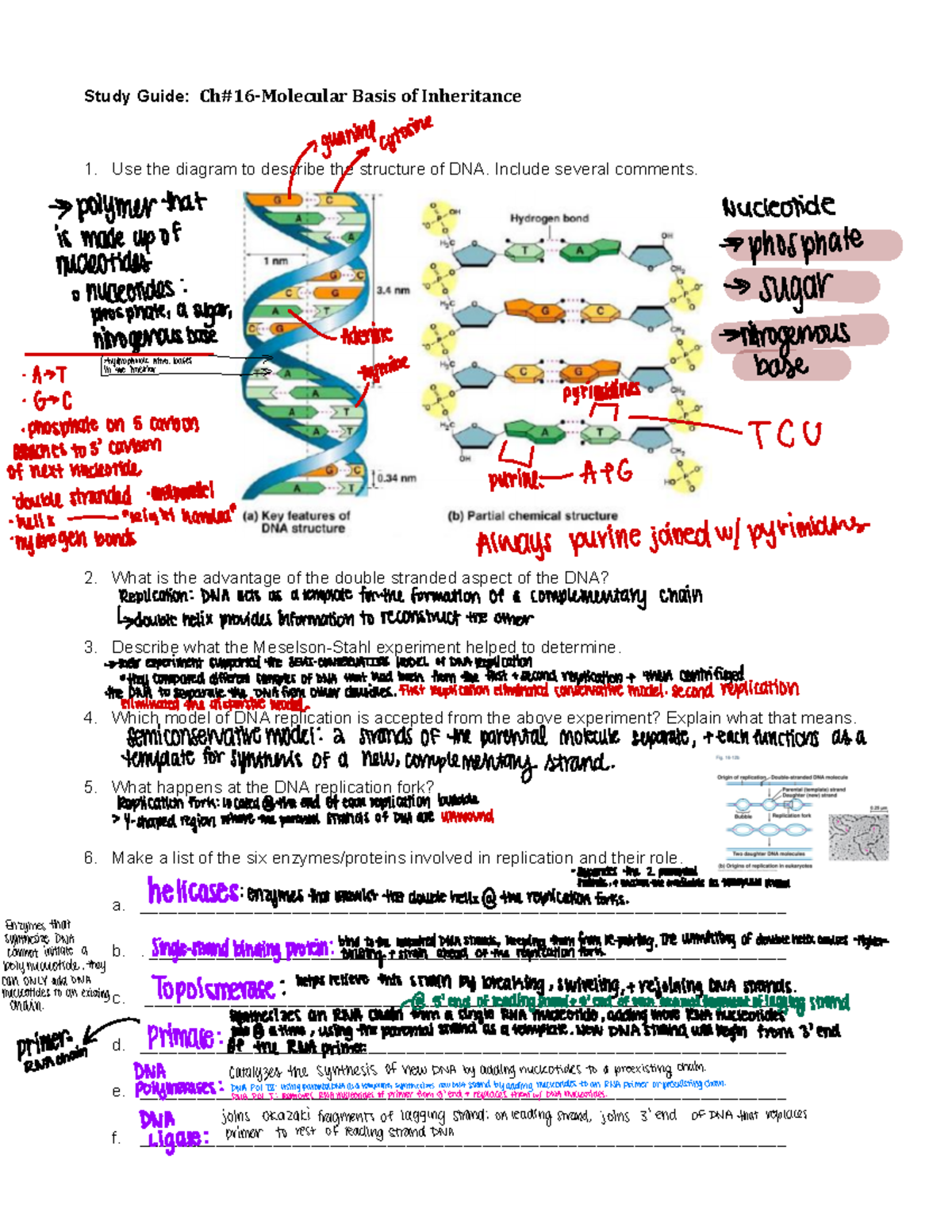 Ch#16-Molecular Basis of Inheritance - Study Guide: Ch#16-Molecular ...