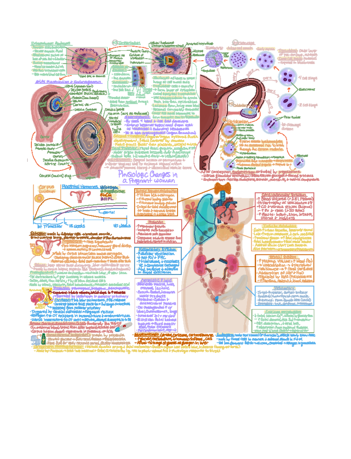 Obstetrics Anatomy Study Guide - PNB 2264 - Studocu