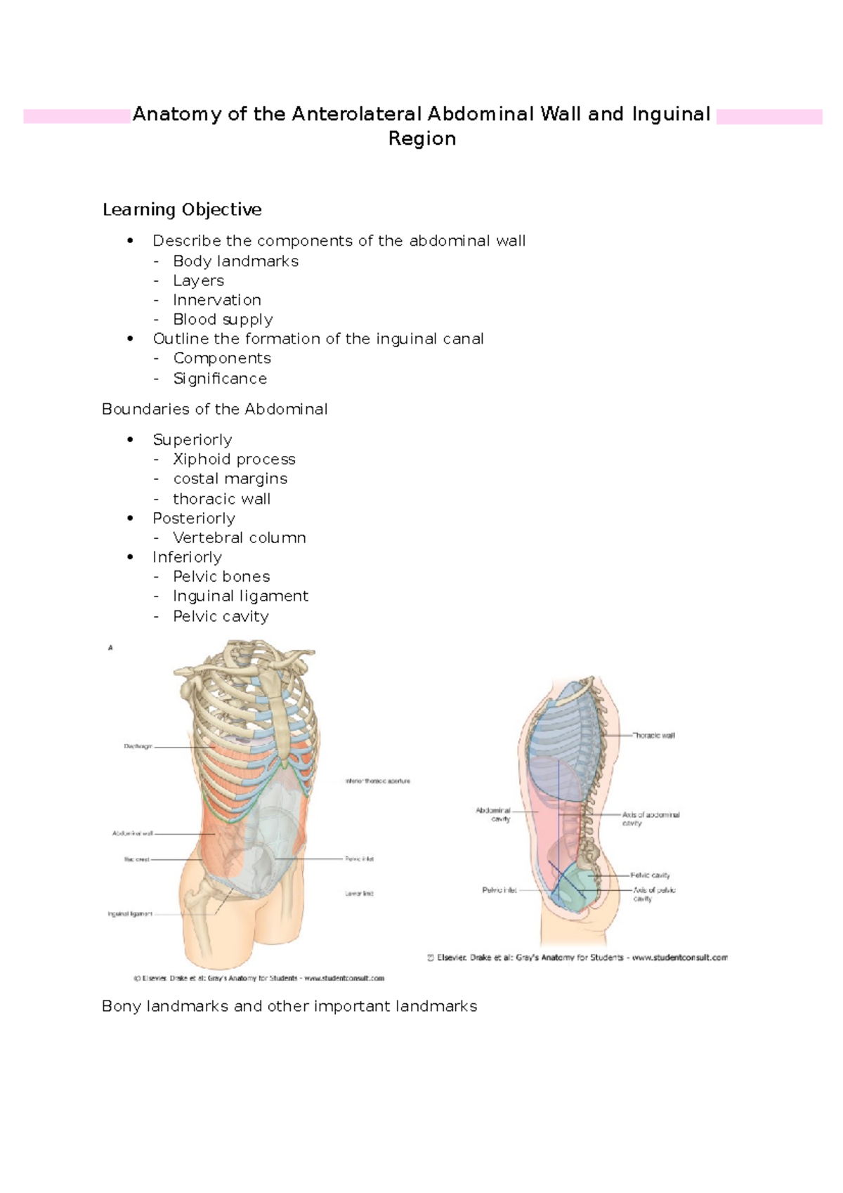 Anatomy Of The Anterolateral Abdominal Wall And Inguinal Region ...