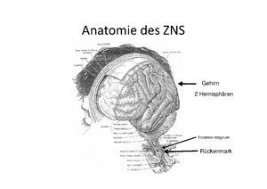 Anatomie Vorlesung Anatomie Vorlesung