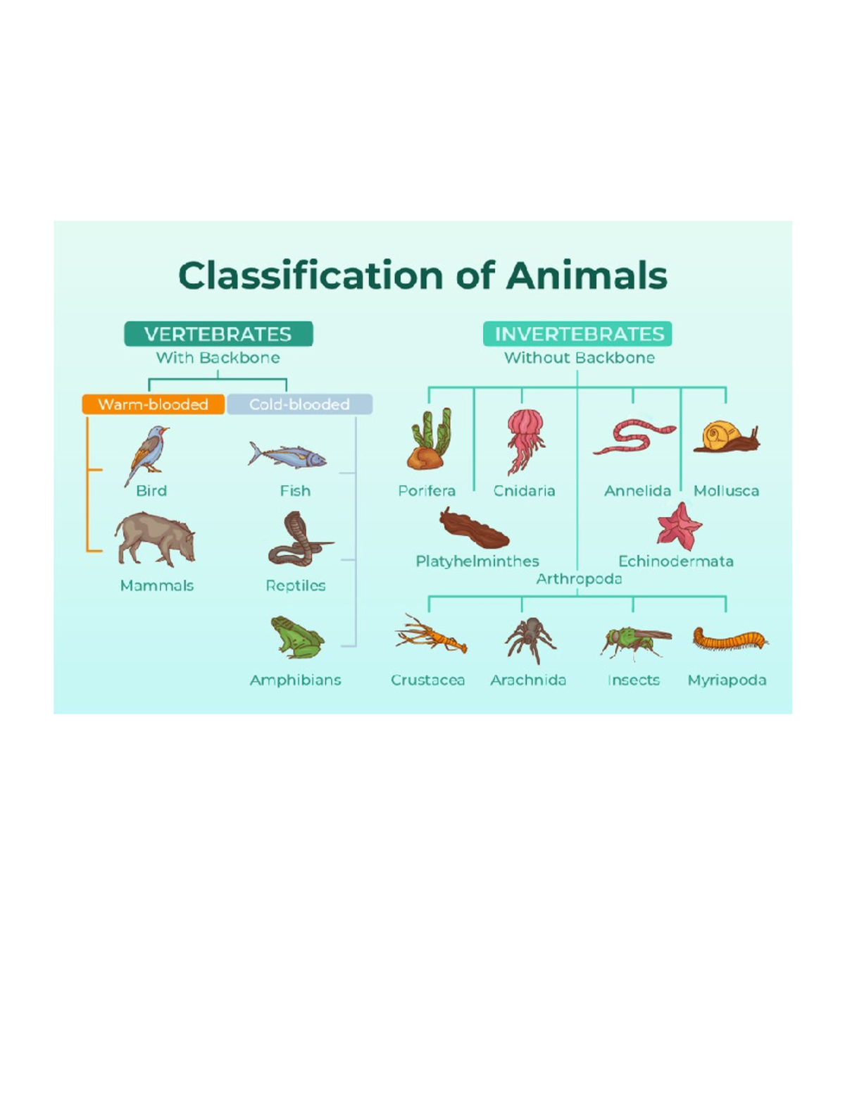 Classification of Bacteria - Bachelor of Secondary Education - Studocu