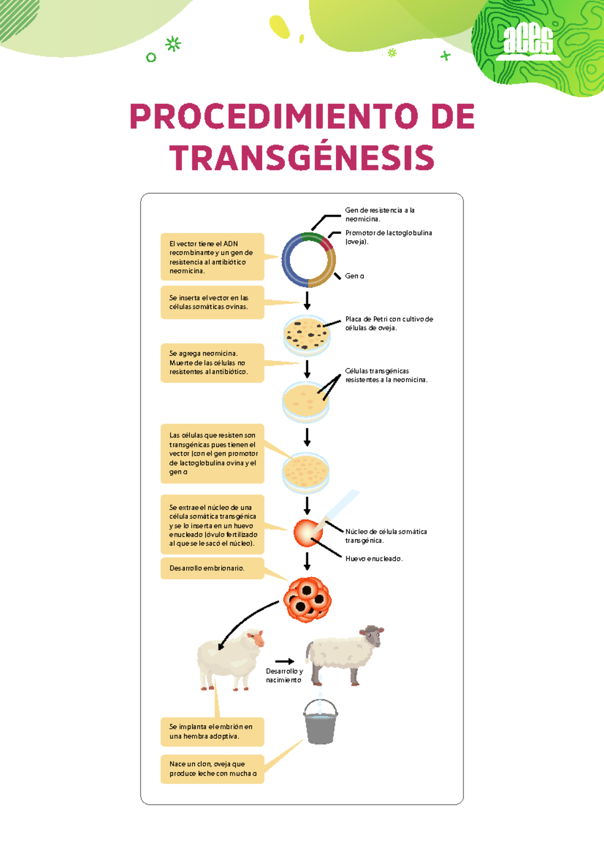 Procedimiento de transgenesis-Genetica - PROCEDIMIENTO DE TRANSGÉNESIS ...
