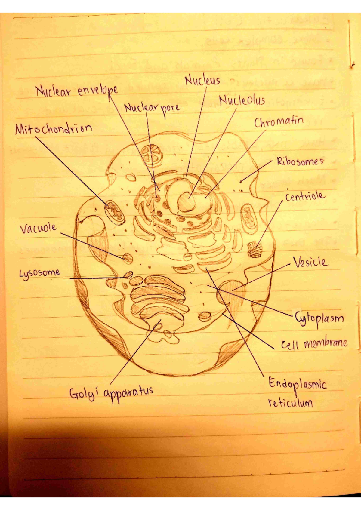 Diagram of Eukaryotic Cells - Microbiology - Nucleus Nuclear envelope ...