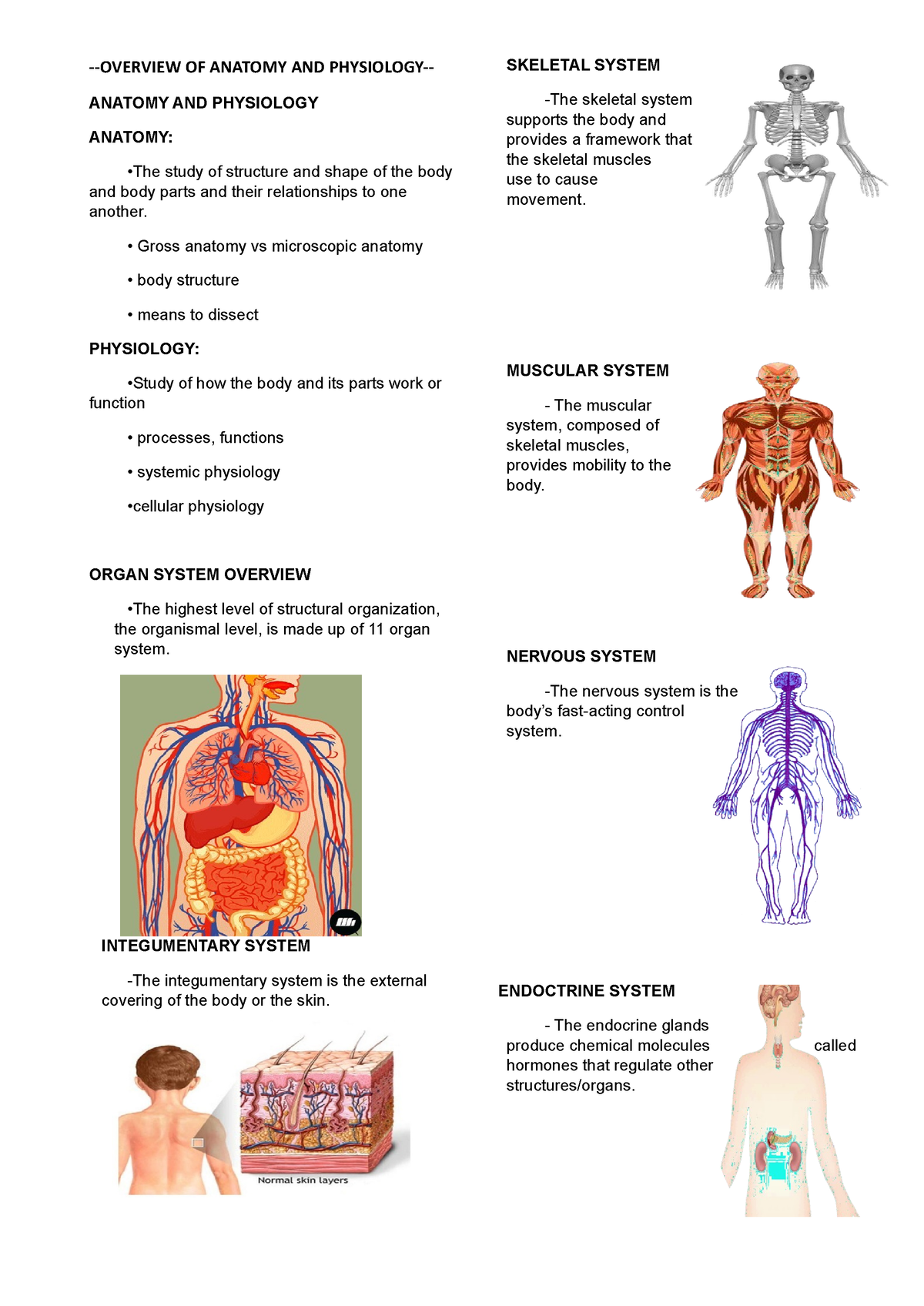 Overview OF Anatomy AND Physiology -OVERVIEW OF ANATOMY AND PHYSIOLOGY ...