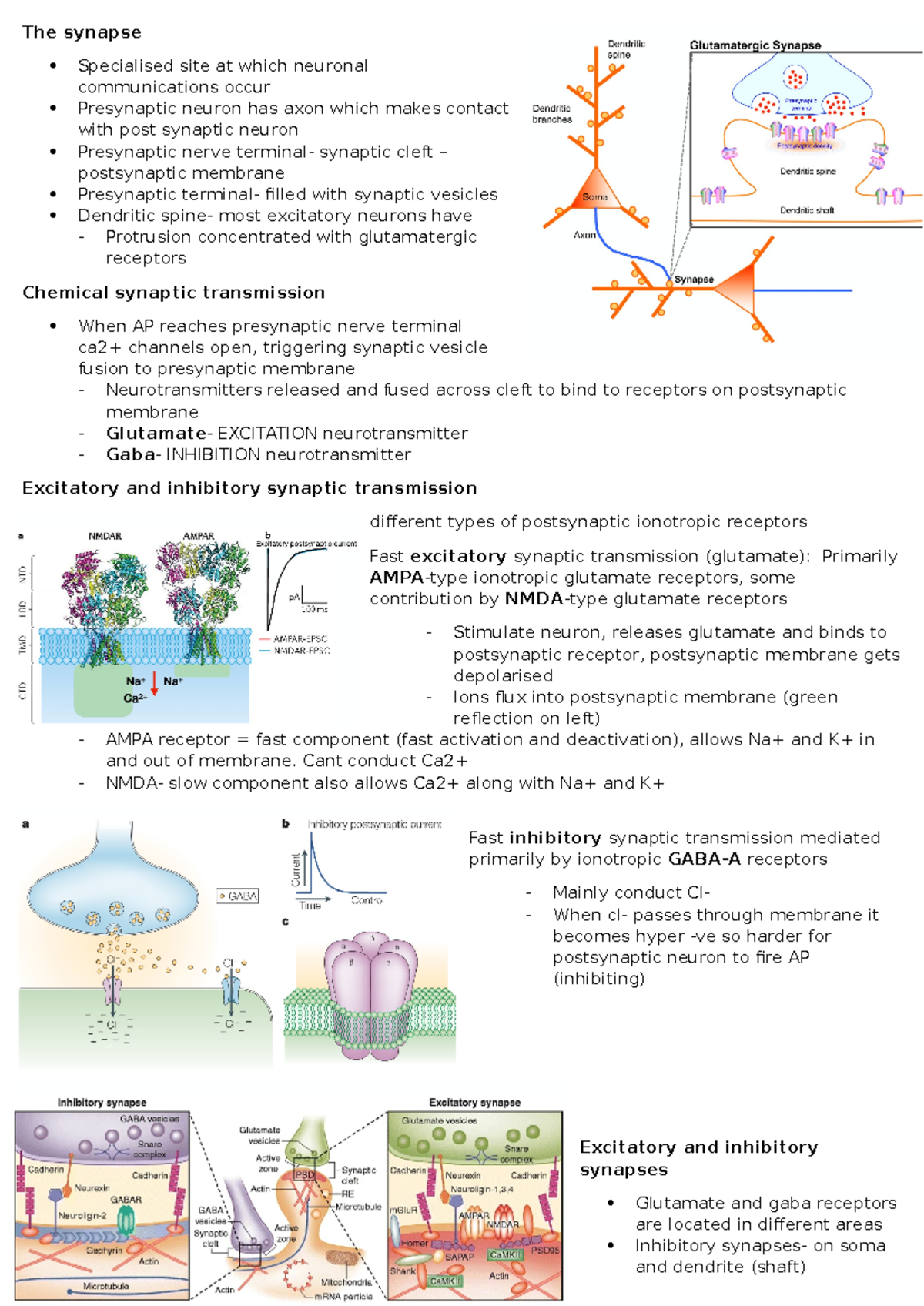 Final exam notes NEUR3001 - The synapse Specialised site at which ...