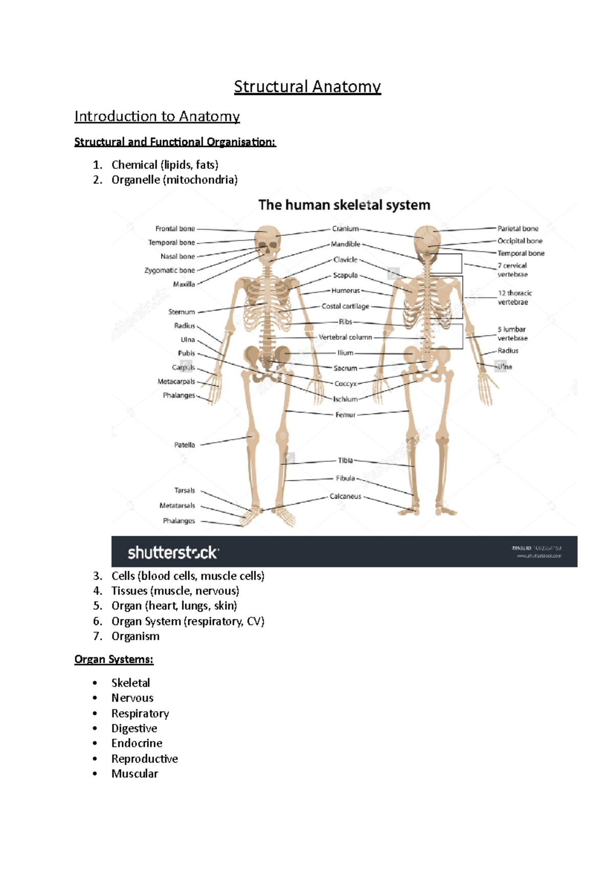 Lecture Notes 123 - Structural Anatomy Introduction To Anatomy ...