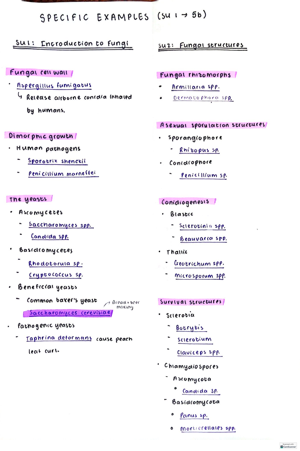 Specific examples (SU 1 to 5b) - SPECIFIC EXAMPLES (su I 5b) Sul ...