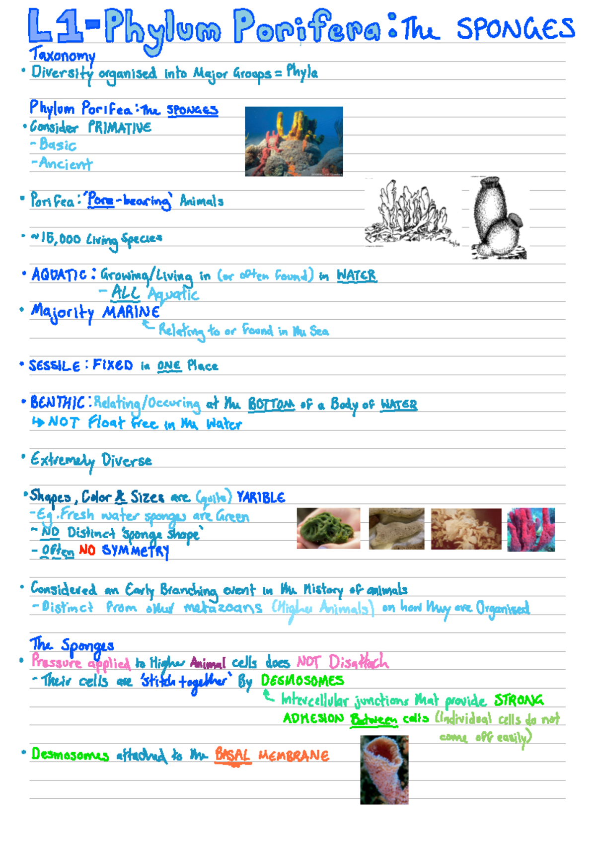L1 - Phylum Porifera The Sponges - Porifera The SPONGES Taxonomy ...