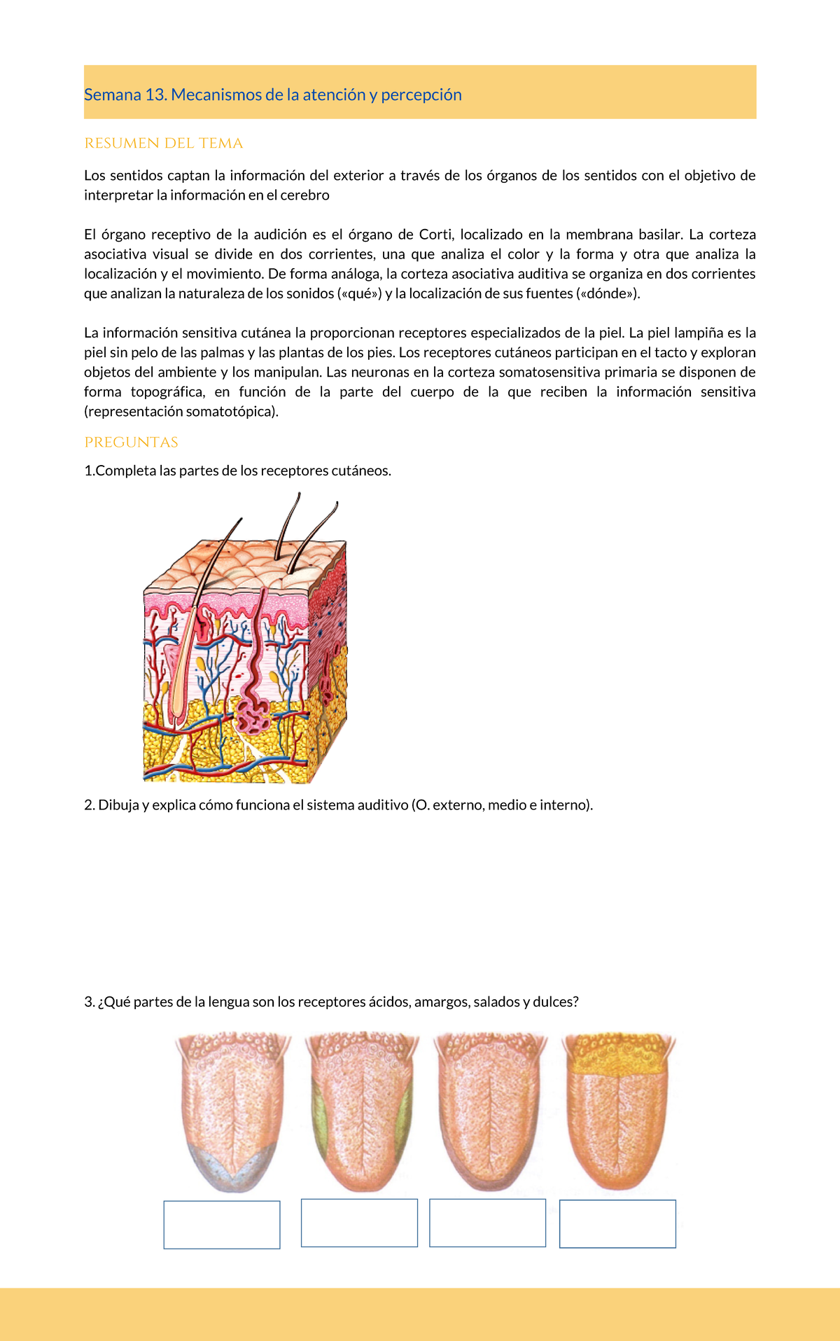 Cuaderno De Pr Cticas Bases Biol Gicas Del Comportamiento