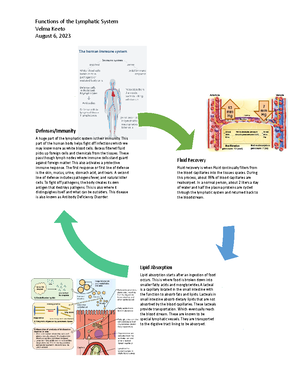 Functions of the Lymphatic System assignment - The lymphatic system and ...