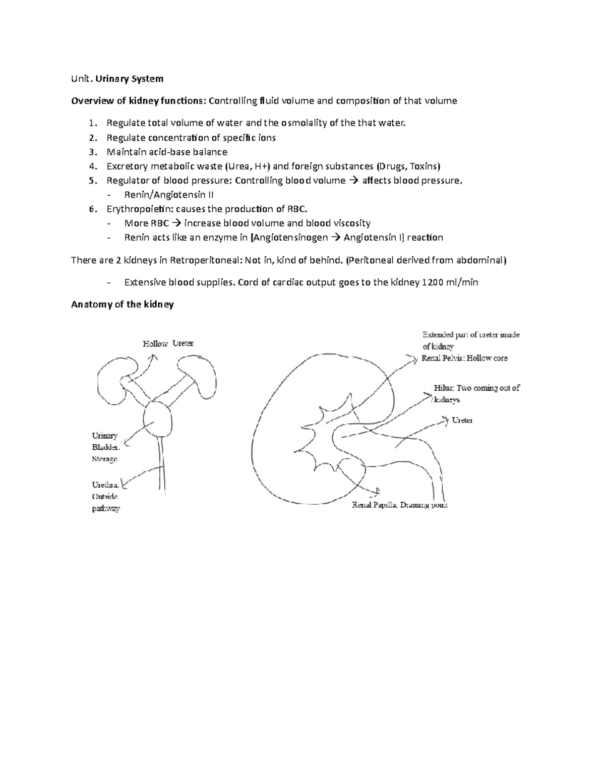 Mammalian Urinary System - Unit. Urinary System Overview of kidney ...