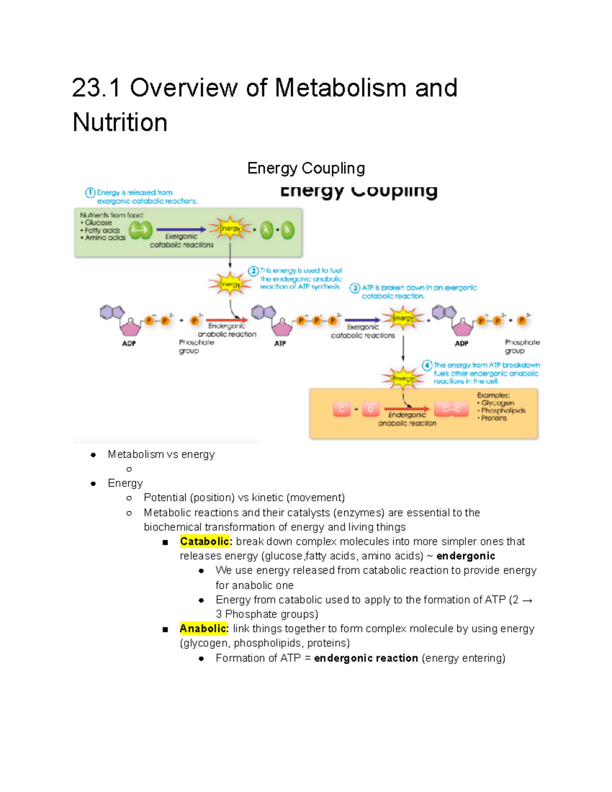 Ch 23 Metabolism and Nutrition 23 Overview of Metabolism and