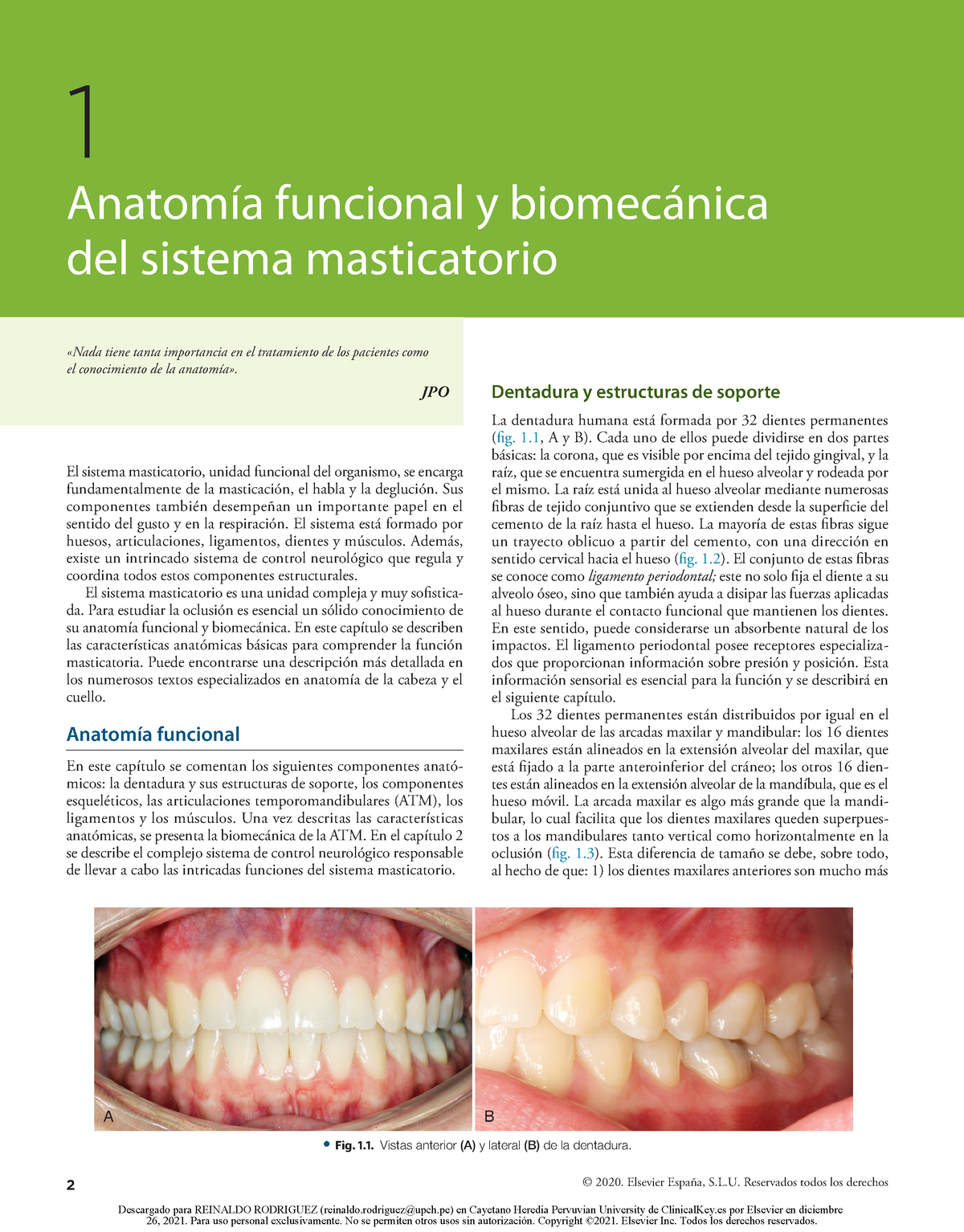 Arterias del aparato masticatorio - EcuRed