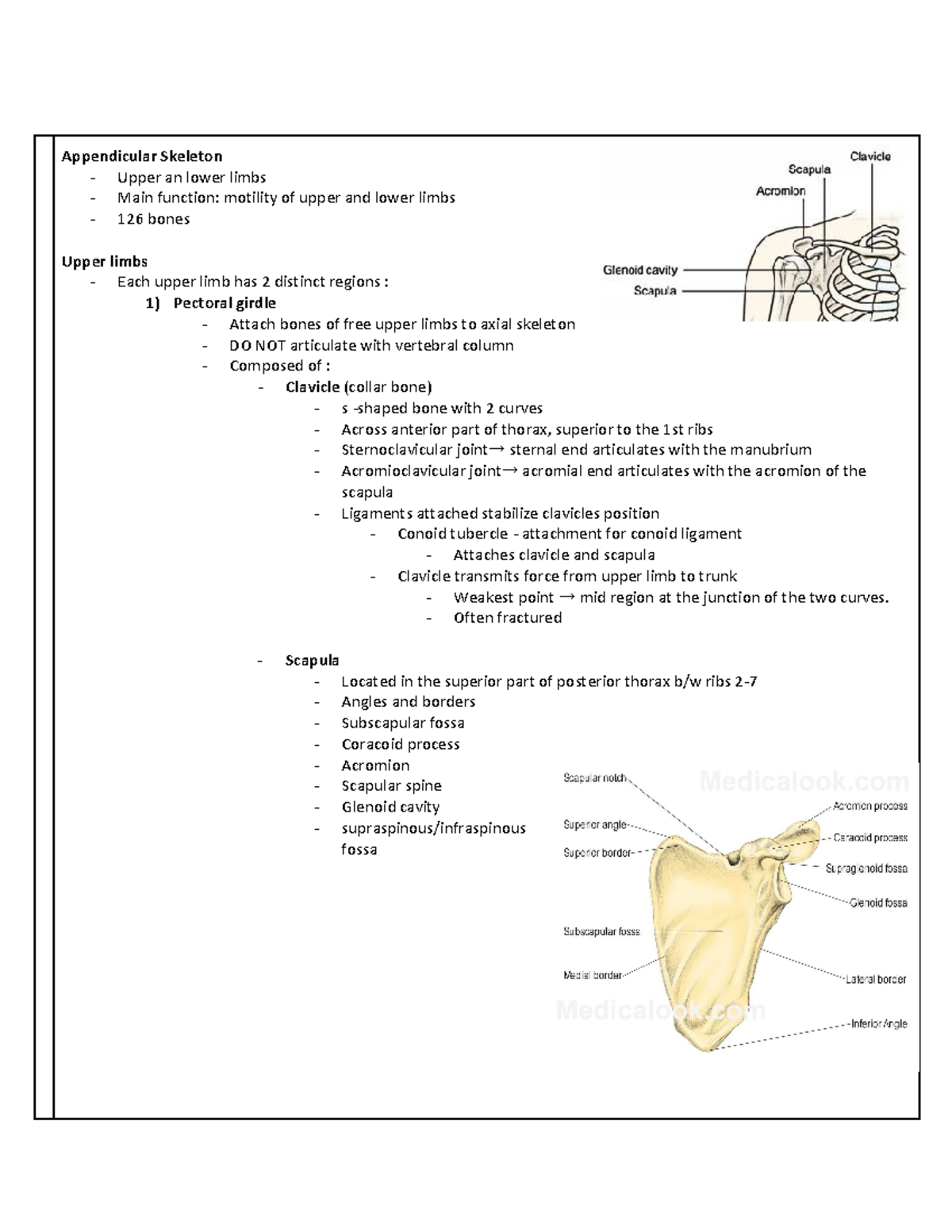 Human anatomy notes part 2 - Appendicular Skeleton - Upper an lower ...