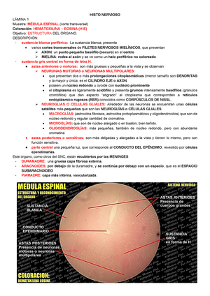 Histo Practica Ecsc Epitelio Cilindirco Seudoestratificado