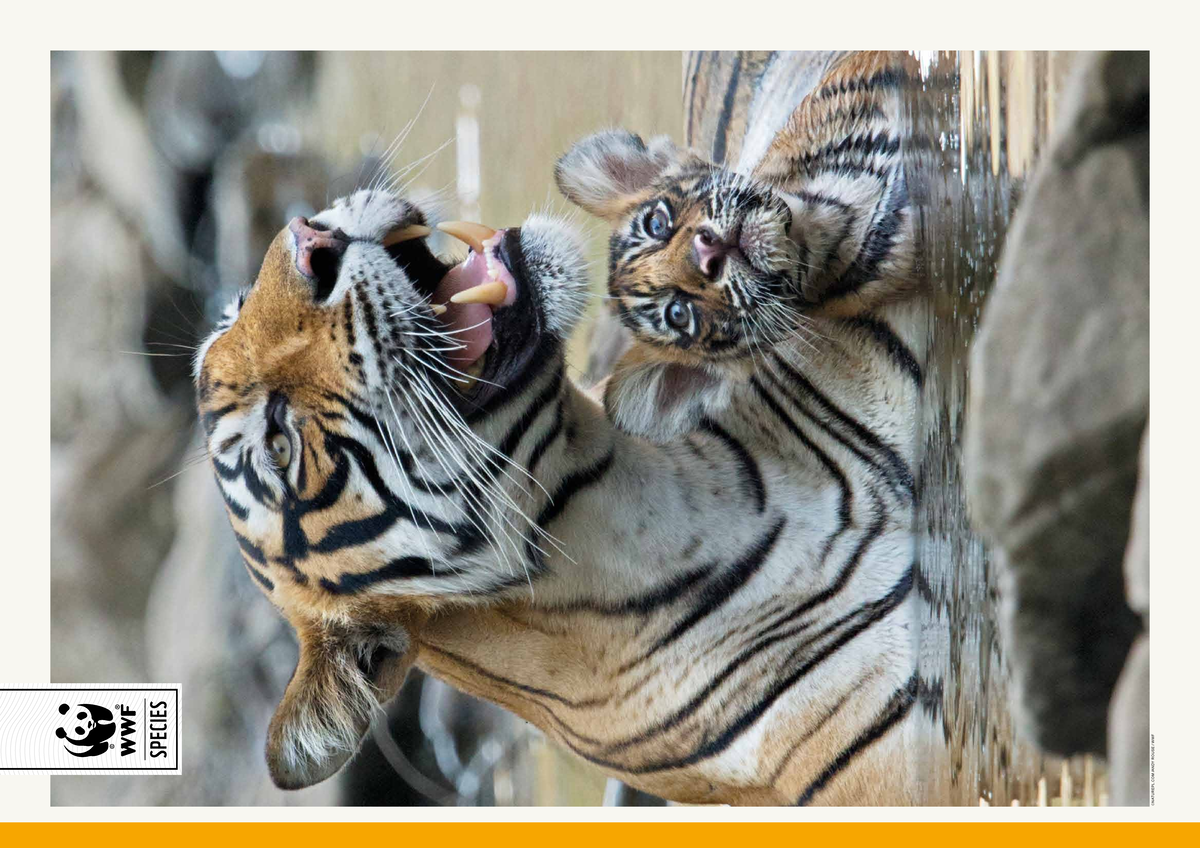 Wwf tigers resource web 1 - ©NATUREPL /ANDY ROUSE / WWF SPECIES Welcome ...