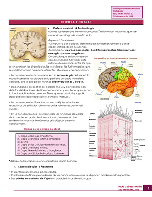CARA Externa DEL Cerebro - LOBULO FRONTAL 2 CISURAS Cisura de Rolando o ...