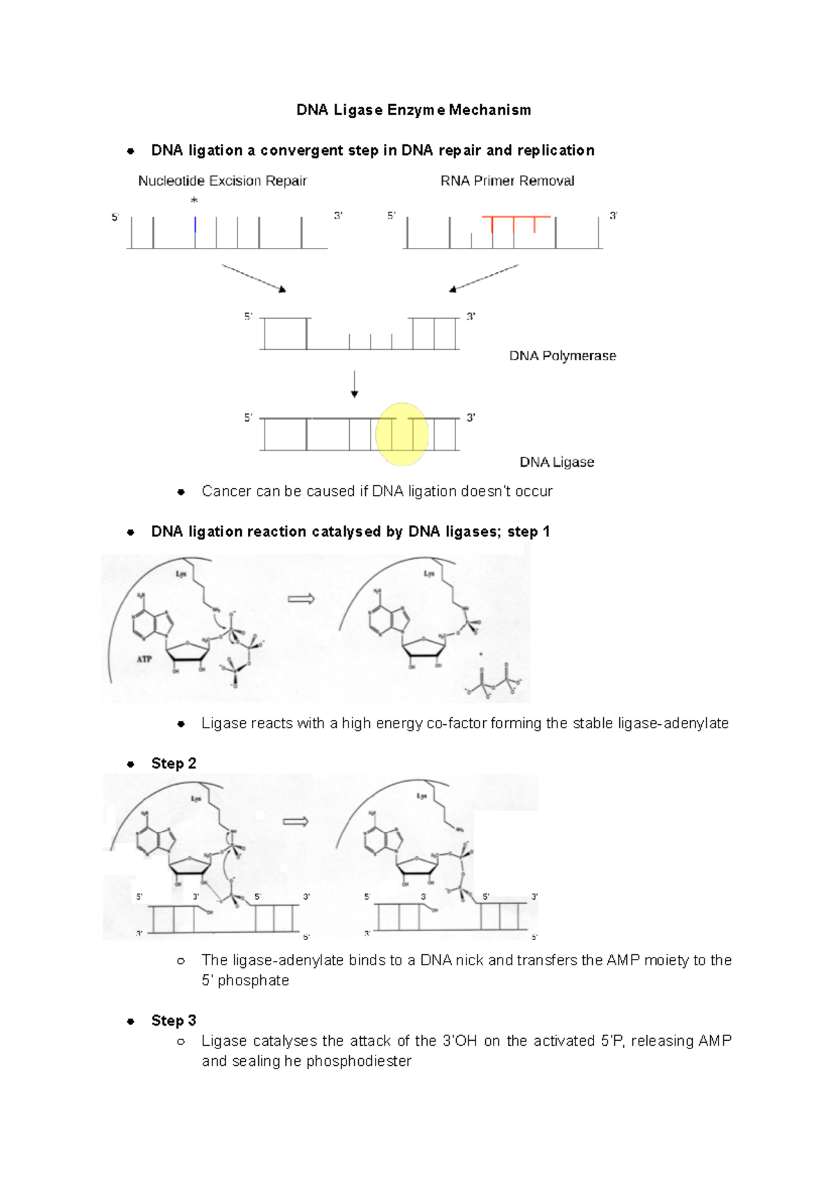 Lecture 29 DNA Ligase Enzyme Mechanism - DNA Ligase Enzyme Mechanism ...