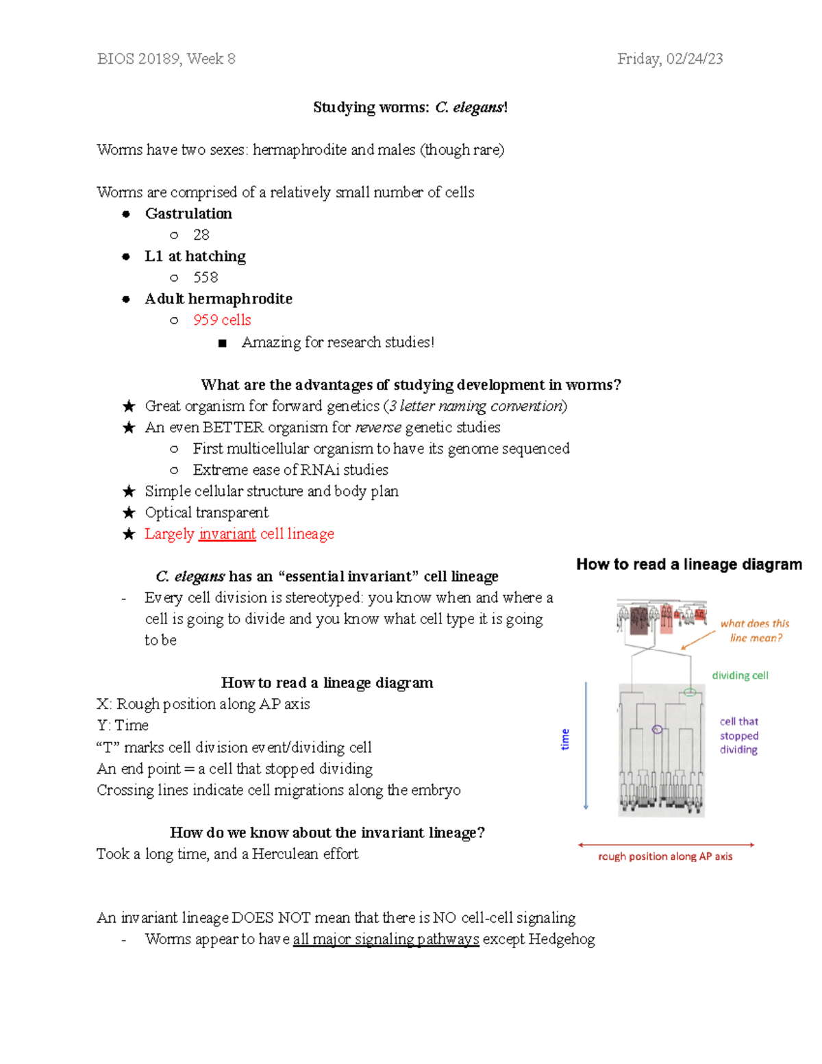 week-8-cell-death-and-heterochronic-mutants-lecture-studying-worms-c