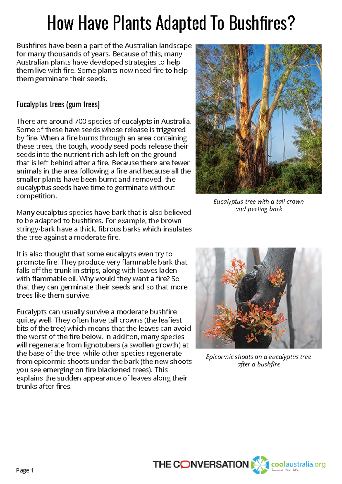 Potter Flora Bushfire Adaptations Factsheet - Page 1 How Have Plants ...