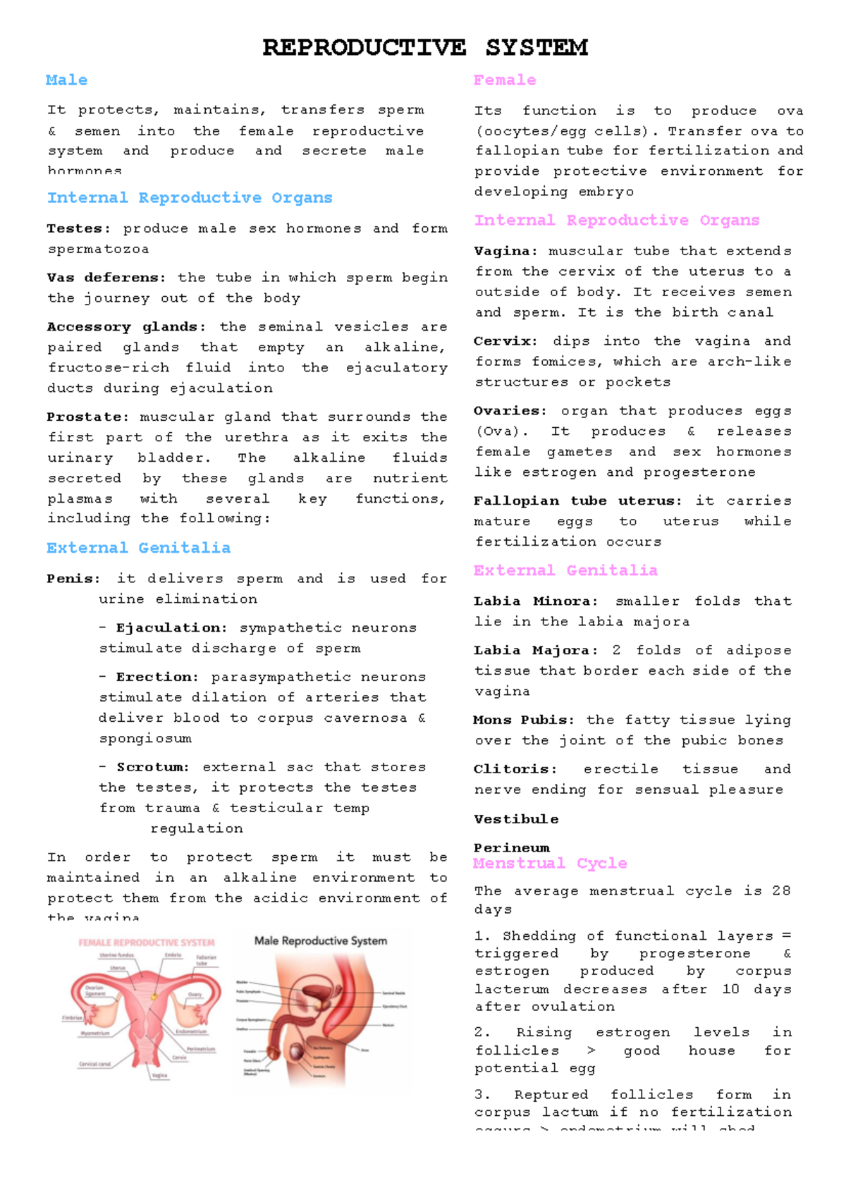 Reproductive Summary Study Guide - Male It Protects, Maintains 