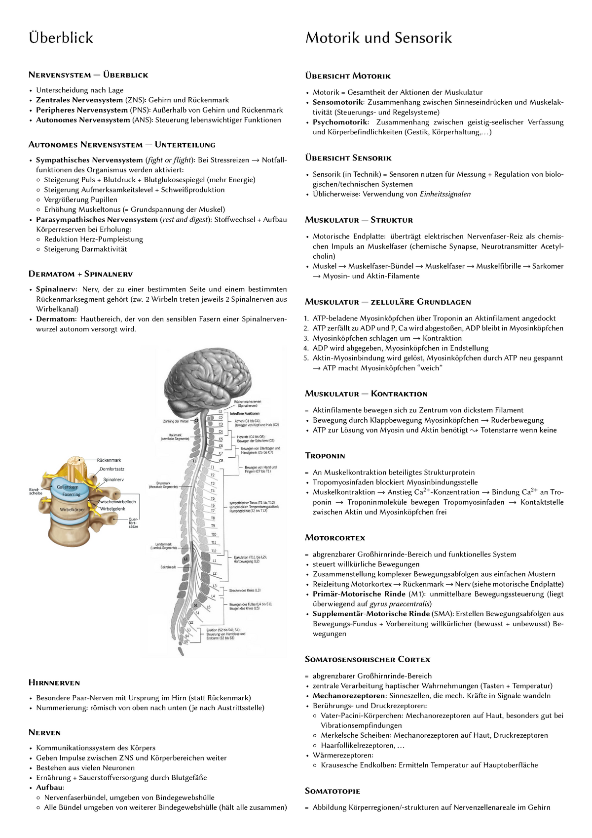 Zusammenfassung Gehirn Und Zns Und Motorik Gesamtheit Der Aktionen Der Sensomotorik Zusammenhang Zwischen Und Und Psychomotorik Zusammenhang Zwischen Gestik Studocu