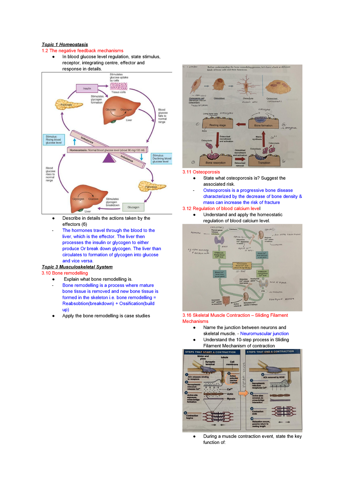 Anatomy And Physiology Cheat Sheet 3BC