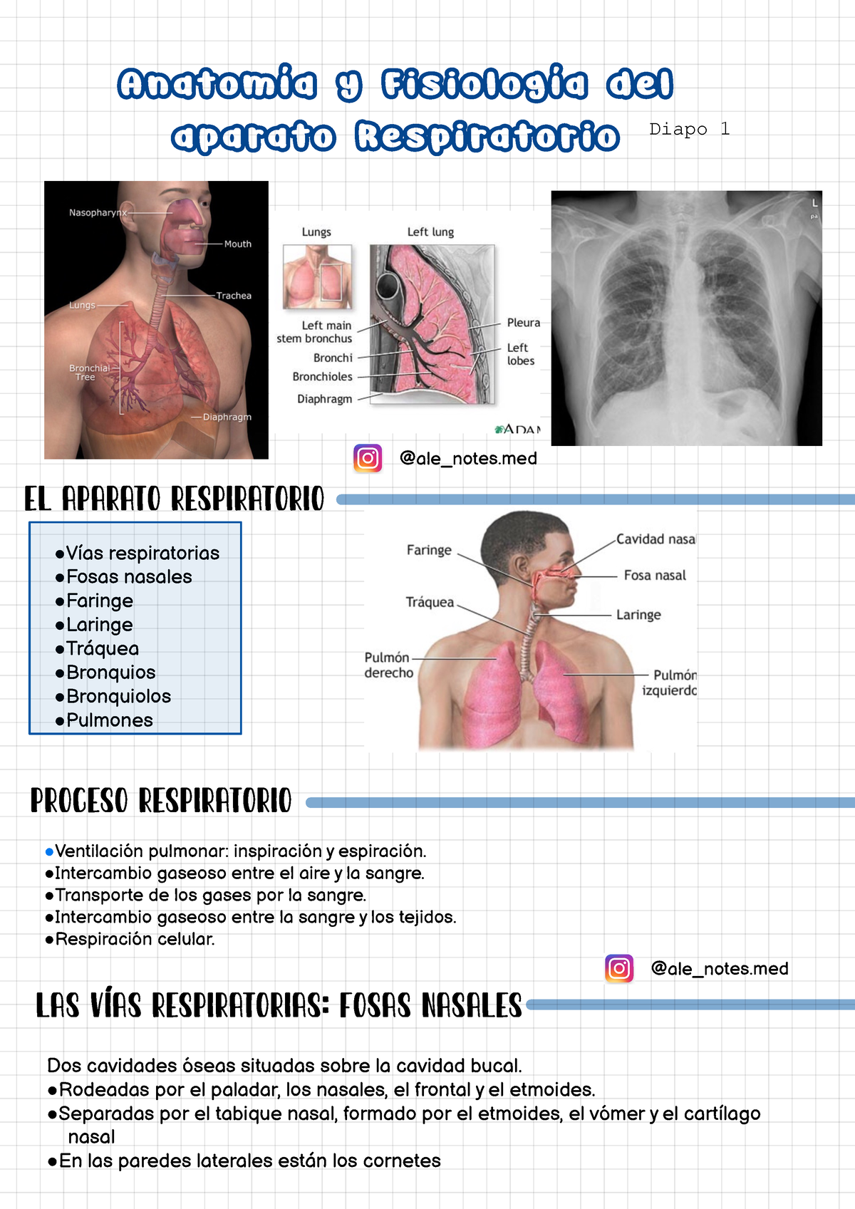 Aparato Respiratorio-Anatomía - Anatomía Y Fisiología Del Aparato ...