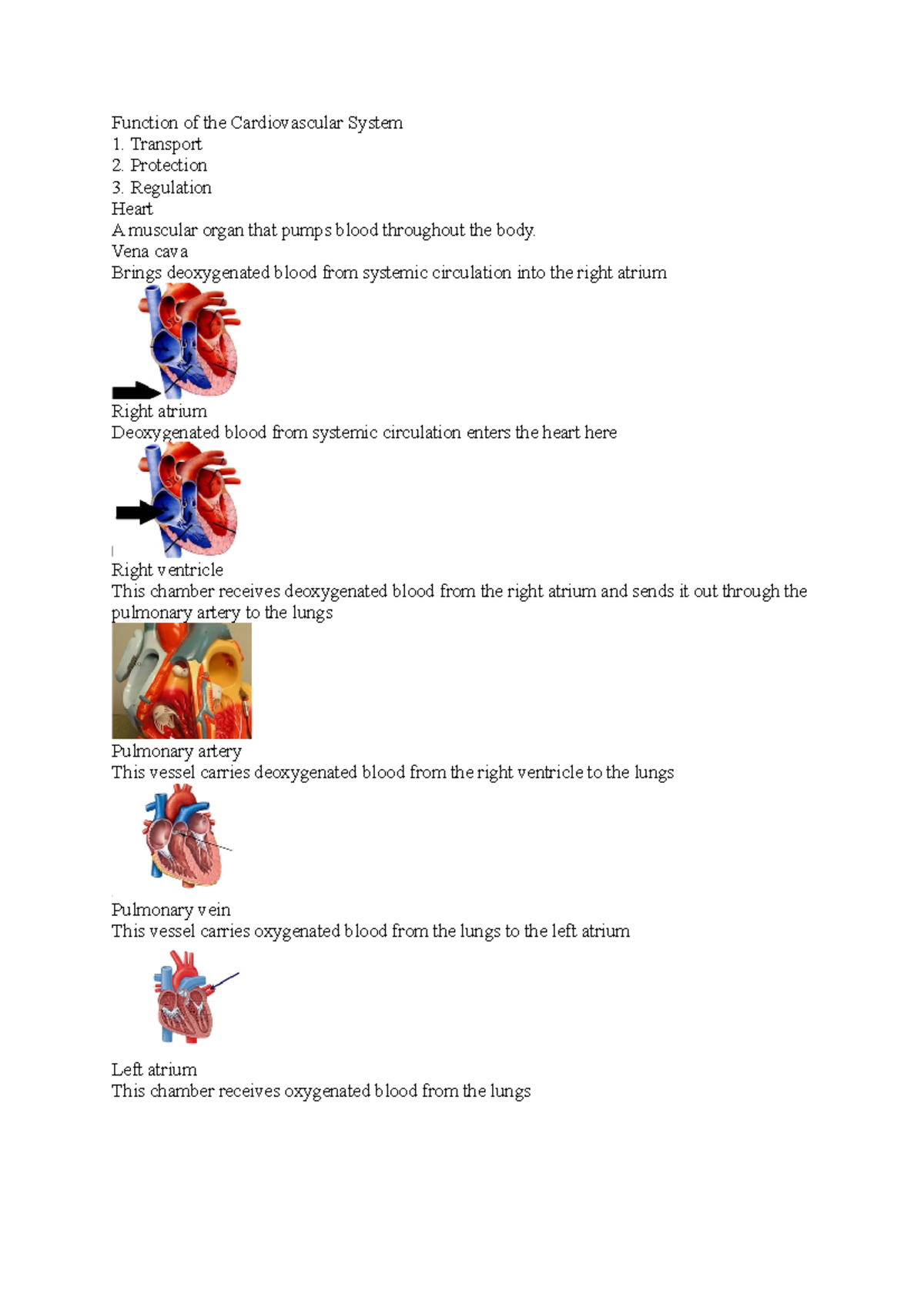 4 - MMED1005 - Function of the Cardiovascular System Transport ...
