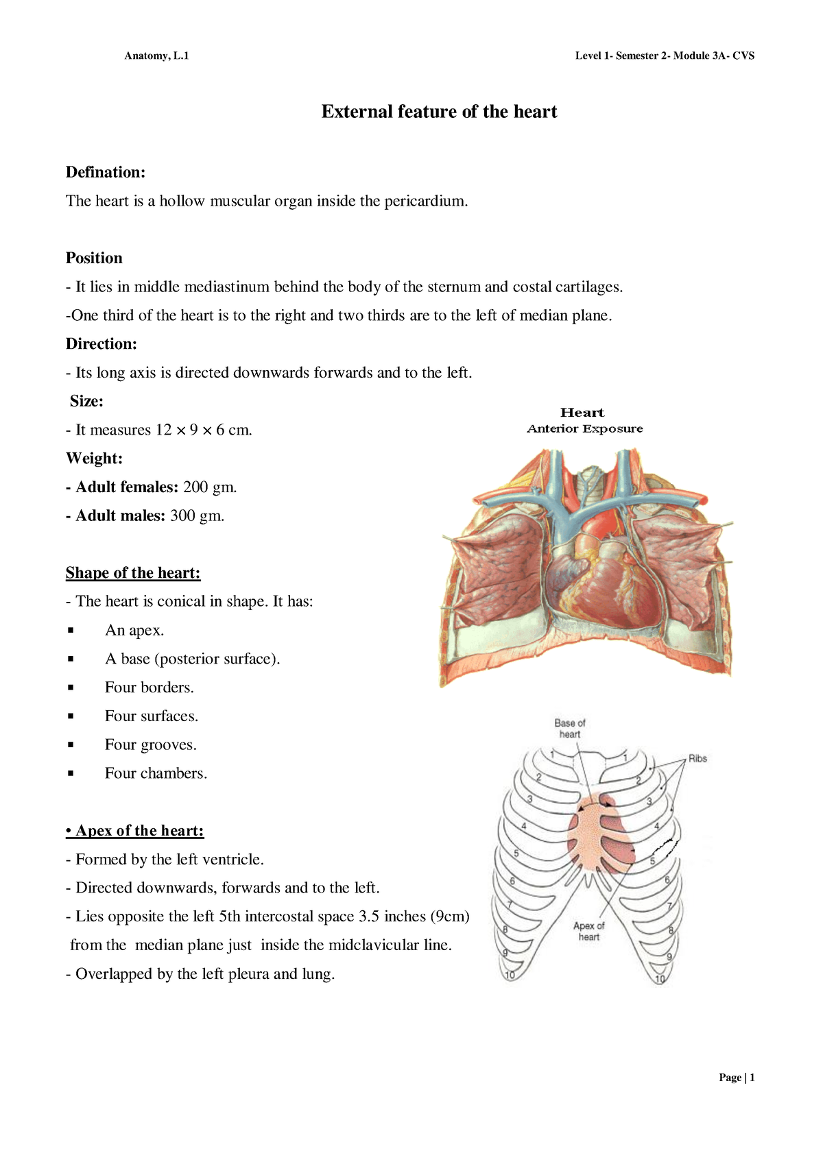 Midclavicular Plane