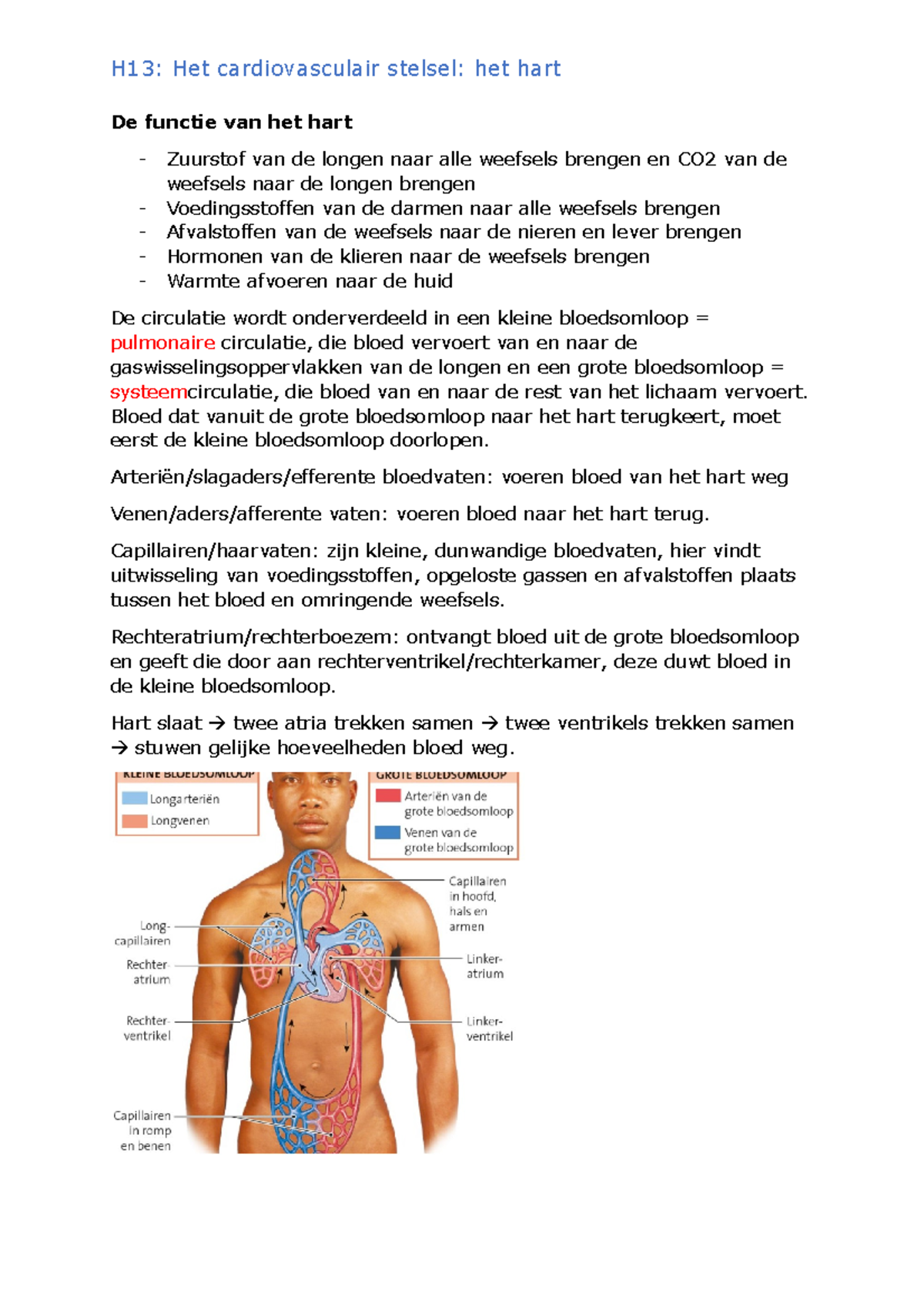 Het Hart - H13:hart - H13: Het Cardiovasculair Stelsel: Het Hart De ...