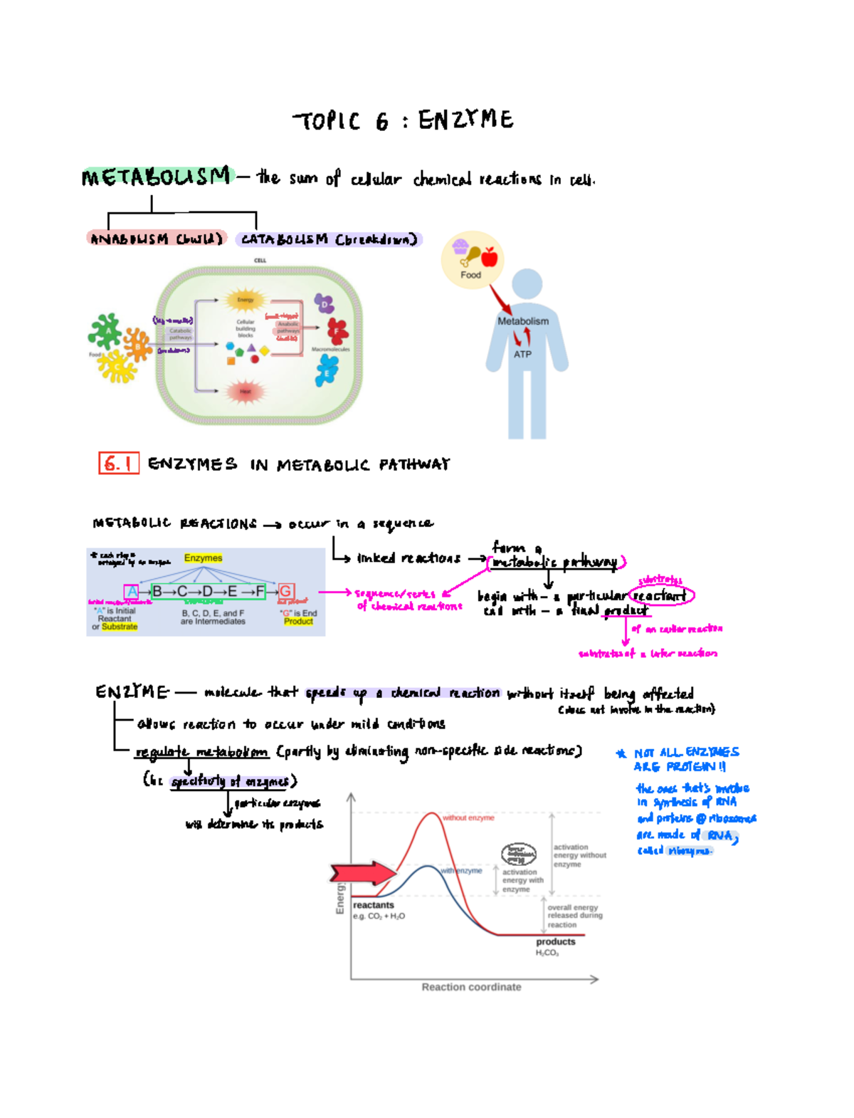 (6) enzymes - TOPIC 6 ENZYME METABOLISM the sum ...