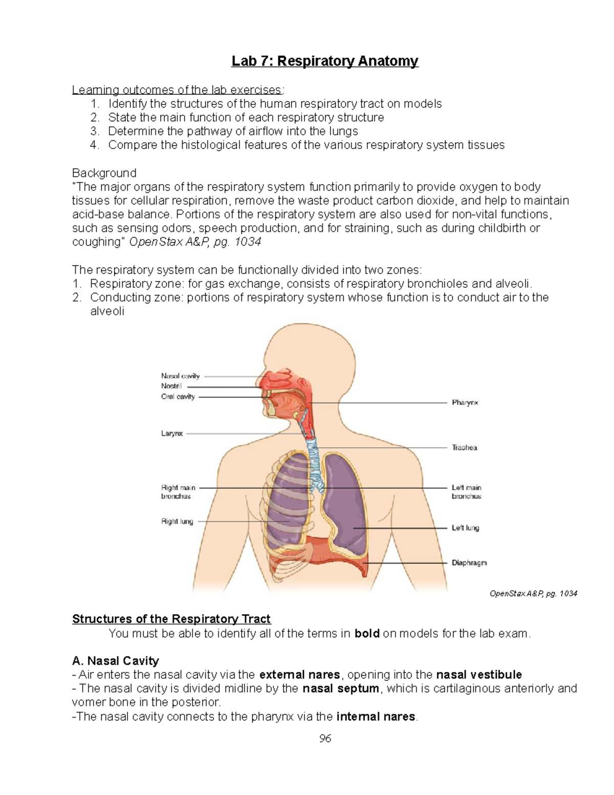 lab assignment respiratory system