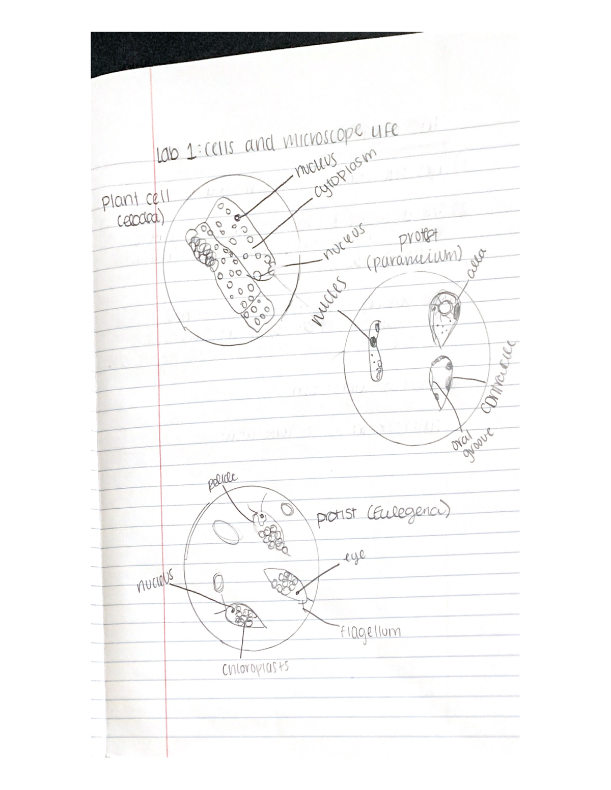 First bio lab - lab notes for doctor bushman's bio 181 class. - Lab 1 ...