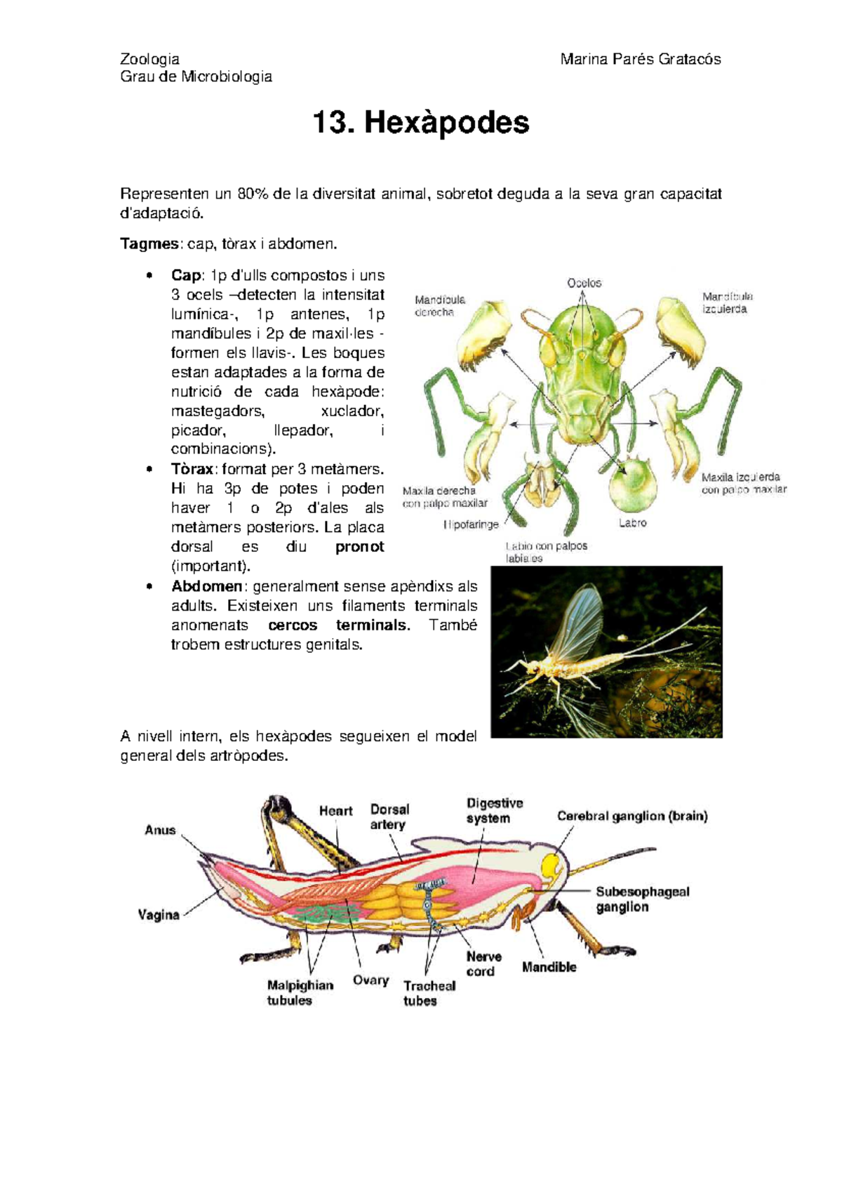 13. Hexàpodes - Zoologia Grau de Microbiologia Marina Parés Gratacós 13 ...