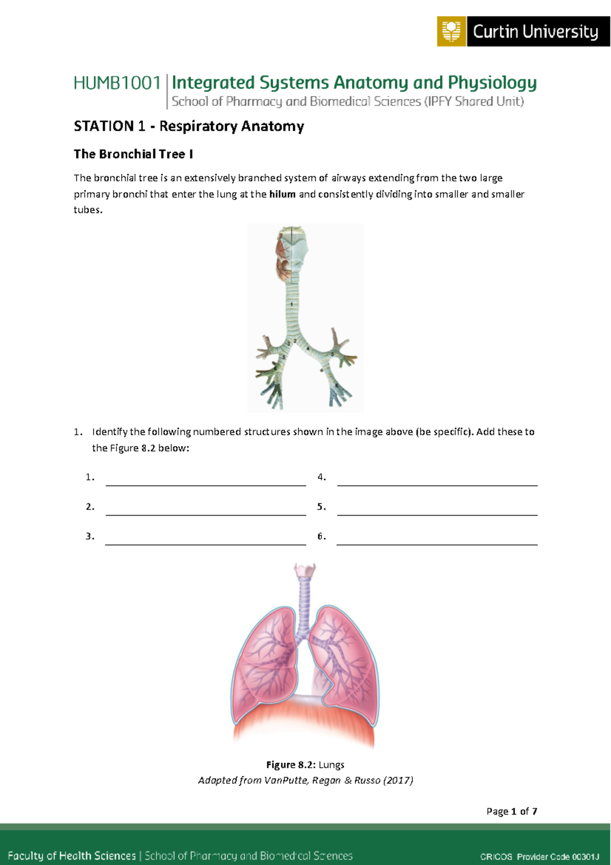 Respiratory Anatomy Questions - STATION 1 - Respiratory Anatomy The ...