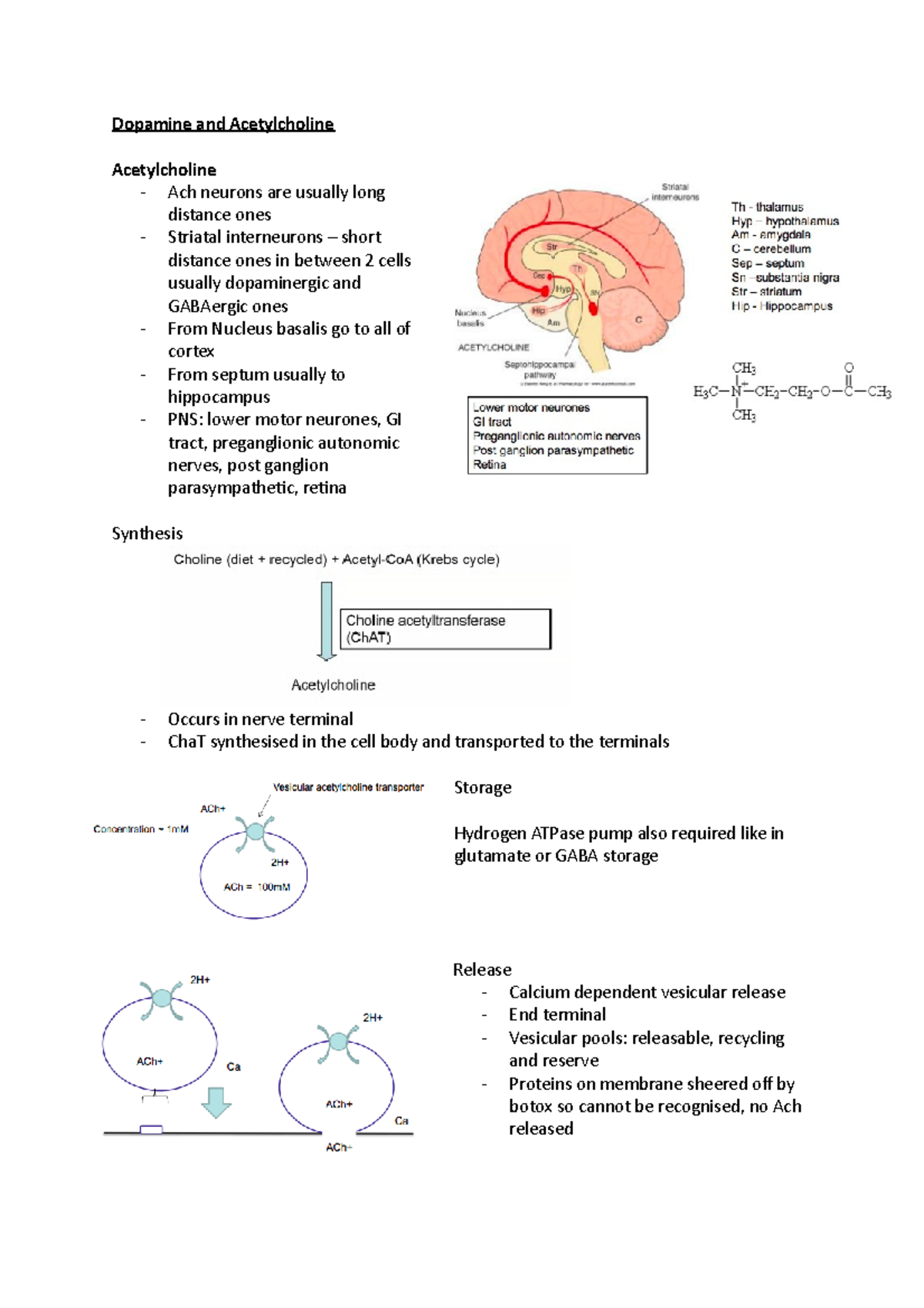 W2 Dopamine and Acetylcholine - Dopamine and Acetylcholine ...