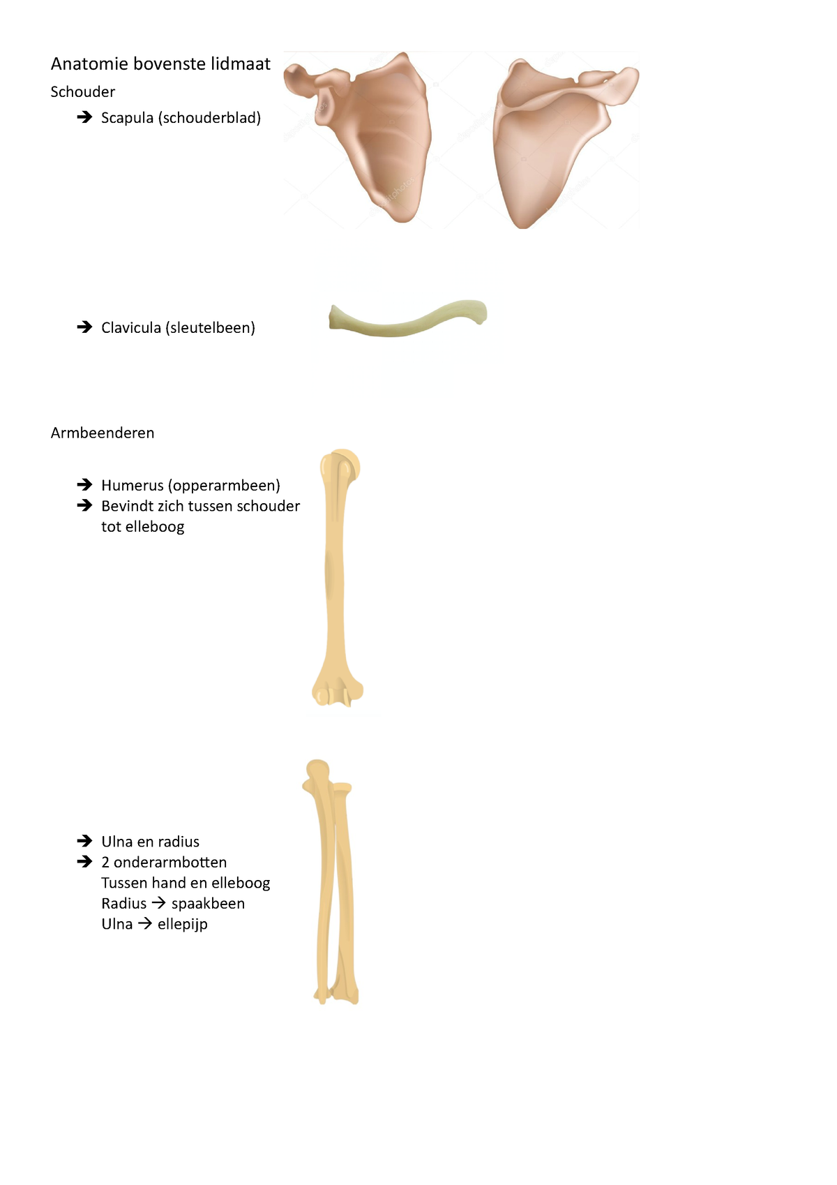 Anatomie Bovenste Lidmaat Les 4 - Anatomie Bovenste Lidmaat Schouder ...