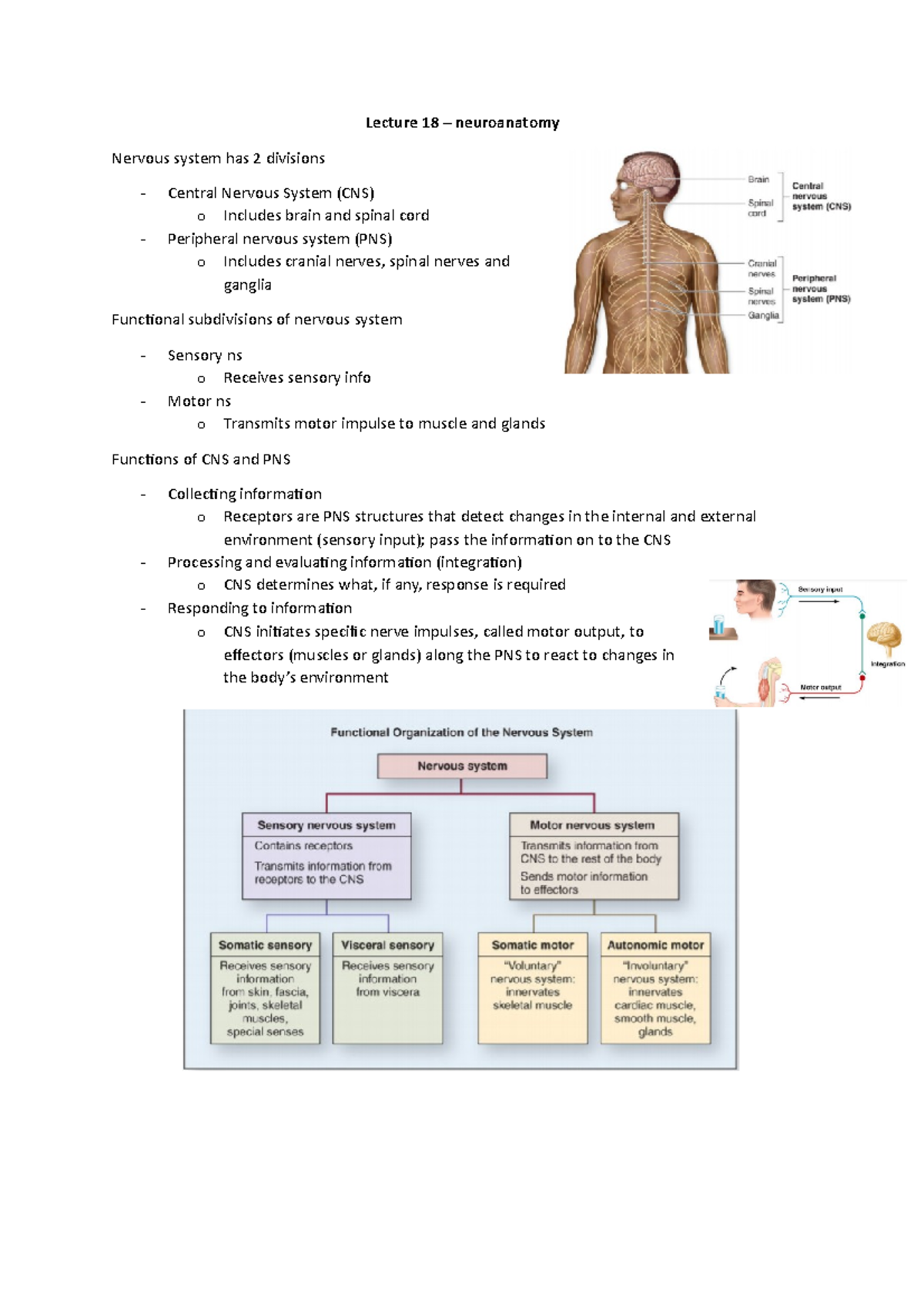 Lecture notes for lectures 18-19 - neruroanatomy - Lecture 18 ...