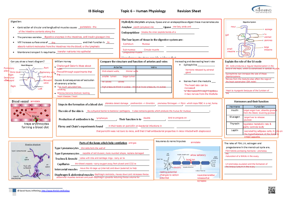 06 Humans A3 Revision-sheet A3formatms - IB Biology Topic 6 – Human ...