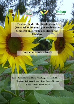 Girasol Helianthus - Evaluación de híbridos de girasol ( Helianthus annuus  L.) en régimen de - Studocu