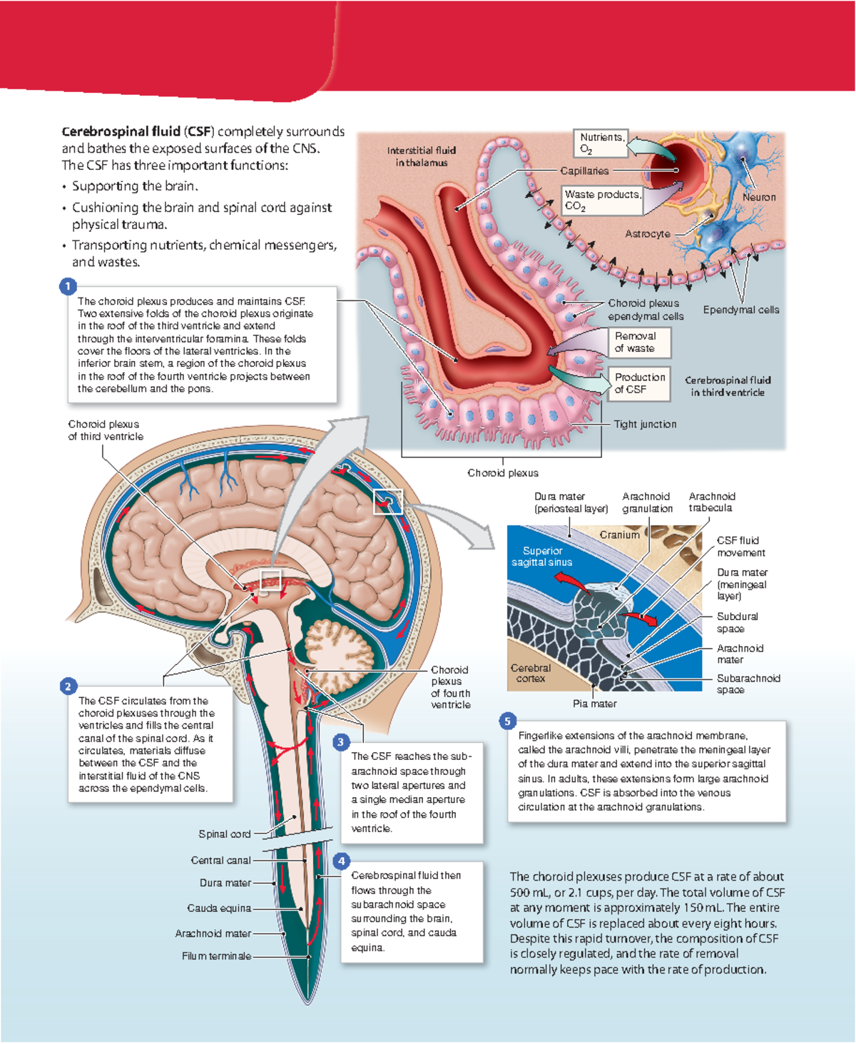 Formation and Circulation of Cerebrospinal Fluids Cerebrospinal fluid