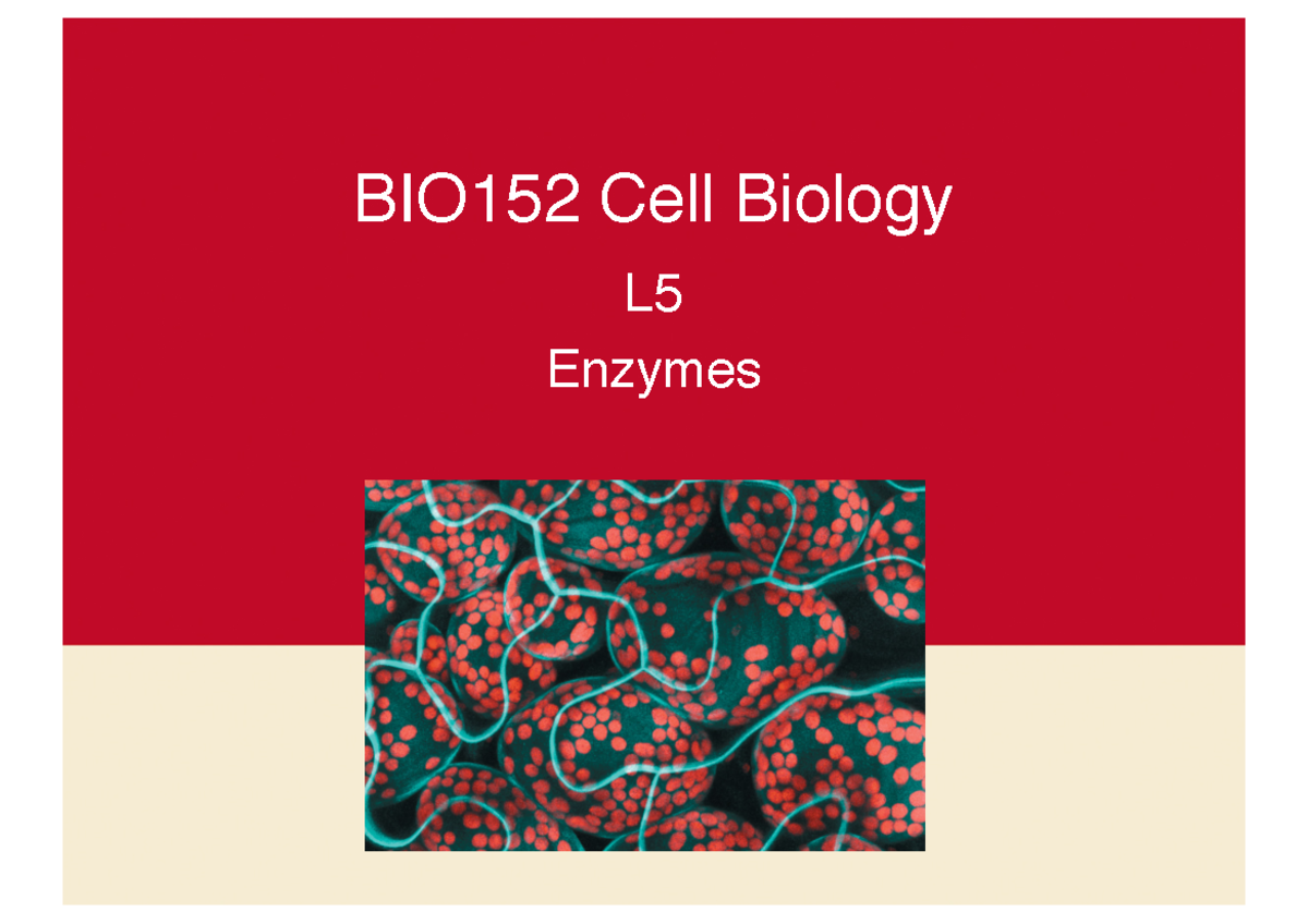 BIO152 L52019 - Lecture Notes 5 - BIO152 Cell Biology L Enzymes To P I ...