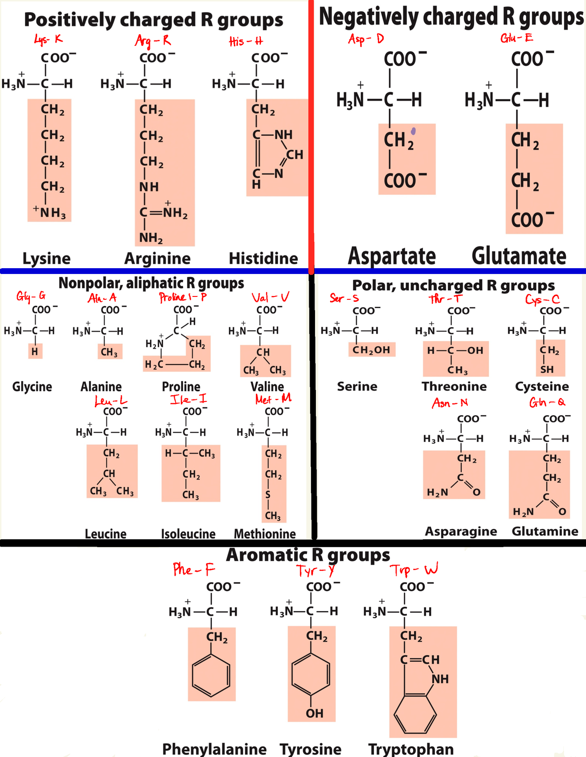 20 Amino Acids 2 - sqs - BIS 2A - Lys-K Arg-R His-H I Asp -D Gn - E Gly ...