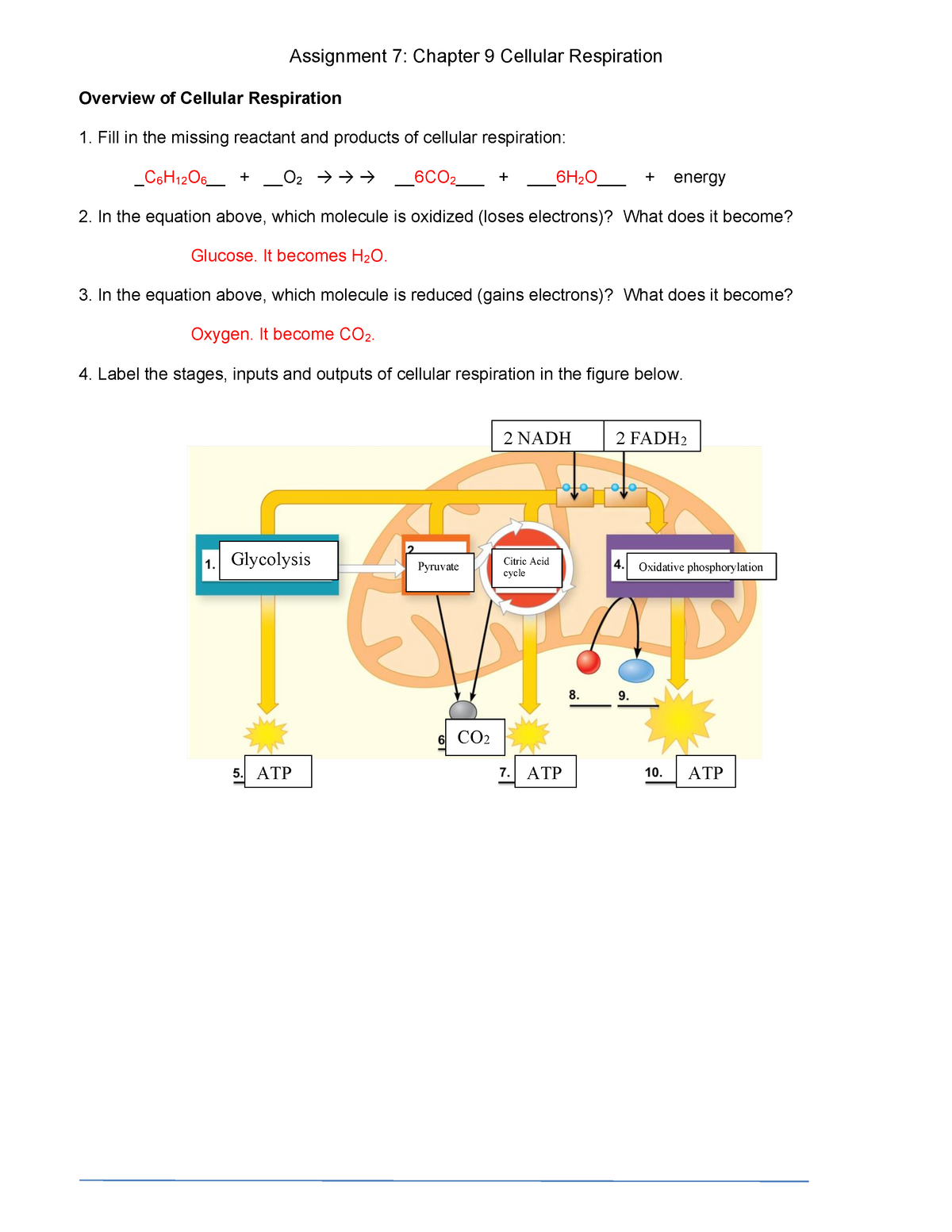 Assignment 20: Chapter 20 Cellular Respiration - BIOL 20 - Biology Pertaining To Cellular Respiration Worksheet Answer Key