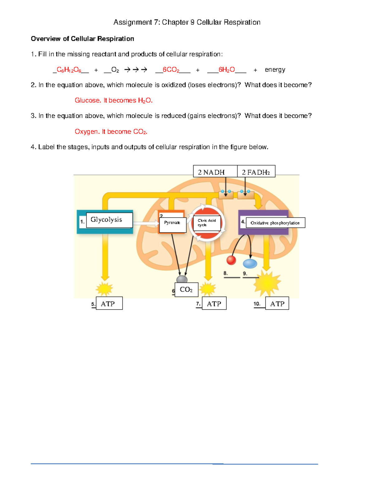 Assignment 7: Chapter 9 Cellular Respiration - Thumb 1200 1553