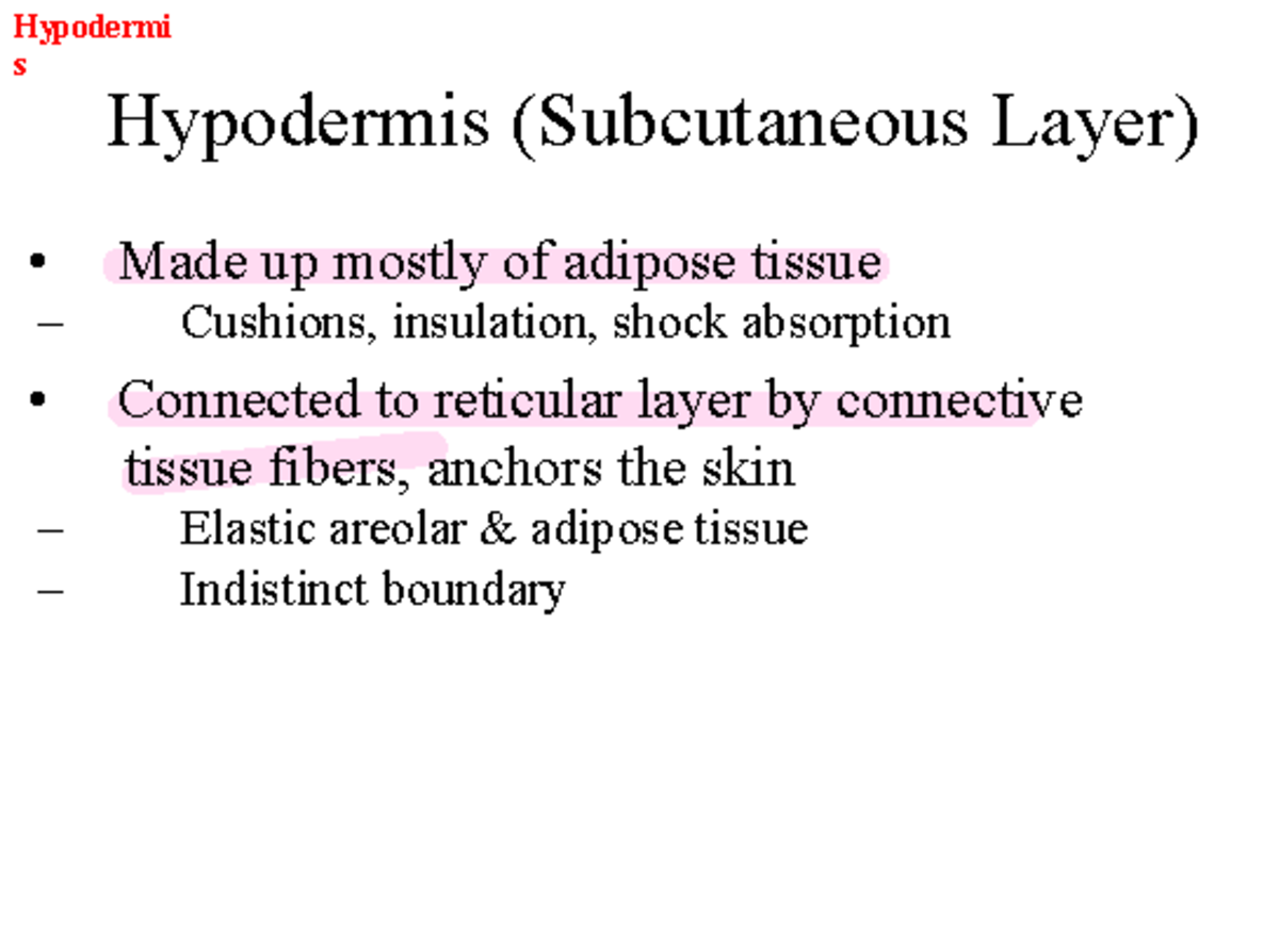 Hypodermis and adipose tissue PLN 103 Hypodermi Hypodermis