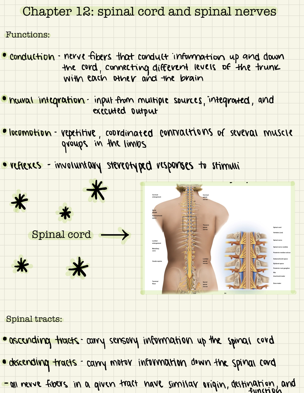 Chapter 12 Chapter 12 Spinal Cord And Spinal Nerves Functions → Spinal Cord Spinal Tracts