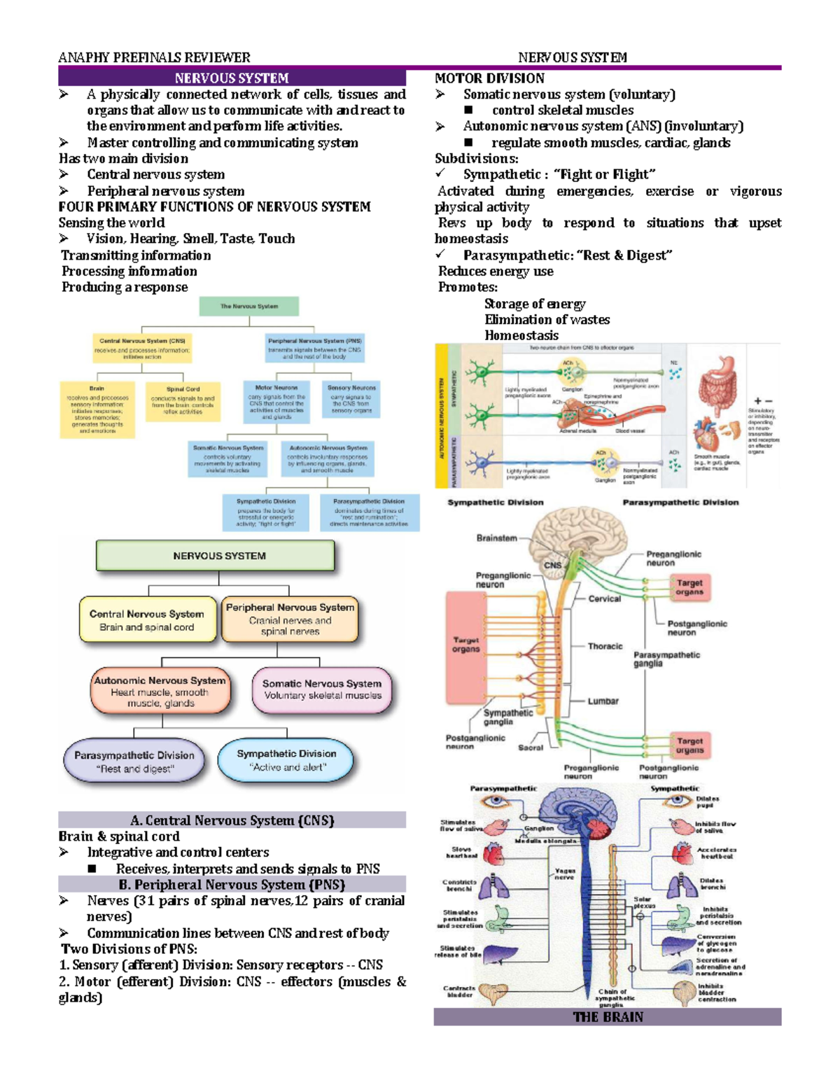 Nervous System AND Special Senses - ANAPHY PREFINALS REVIEWER NERVOUS ...